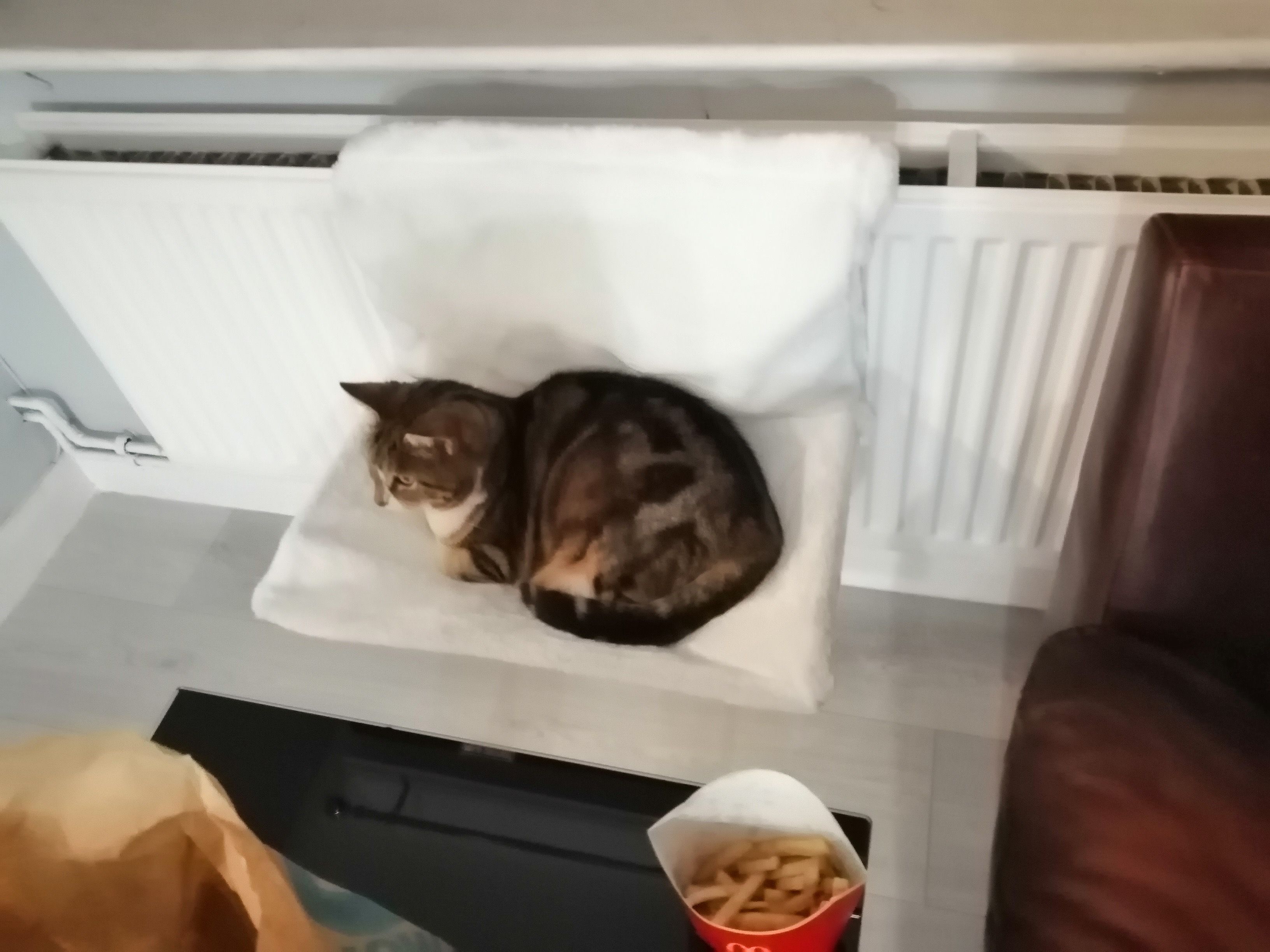 Tiger - Bridge Court, Wirral