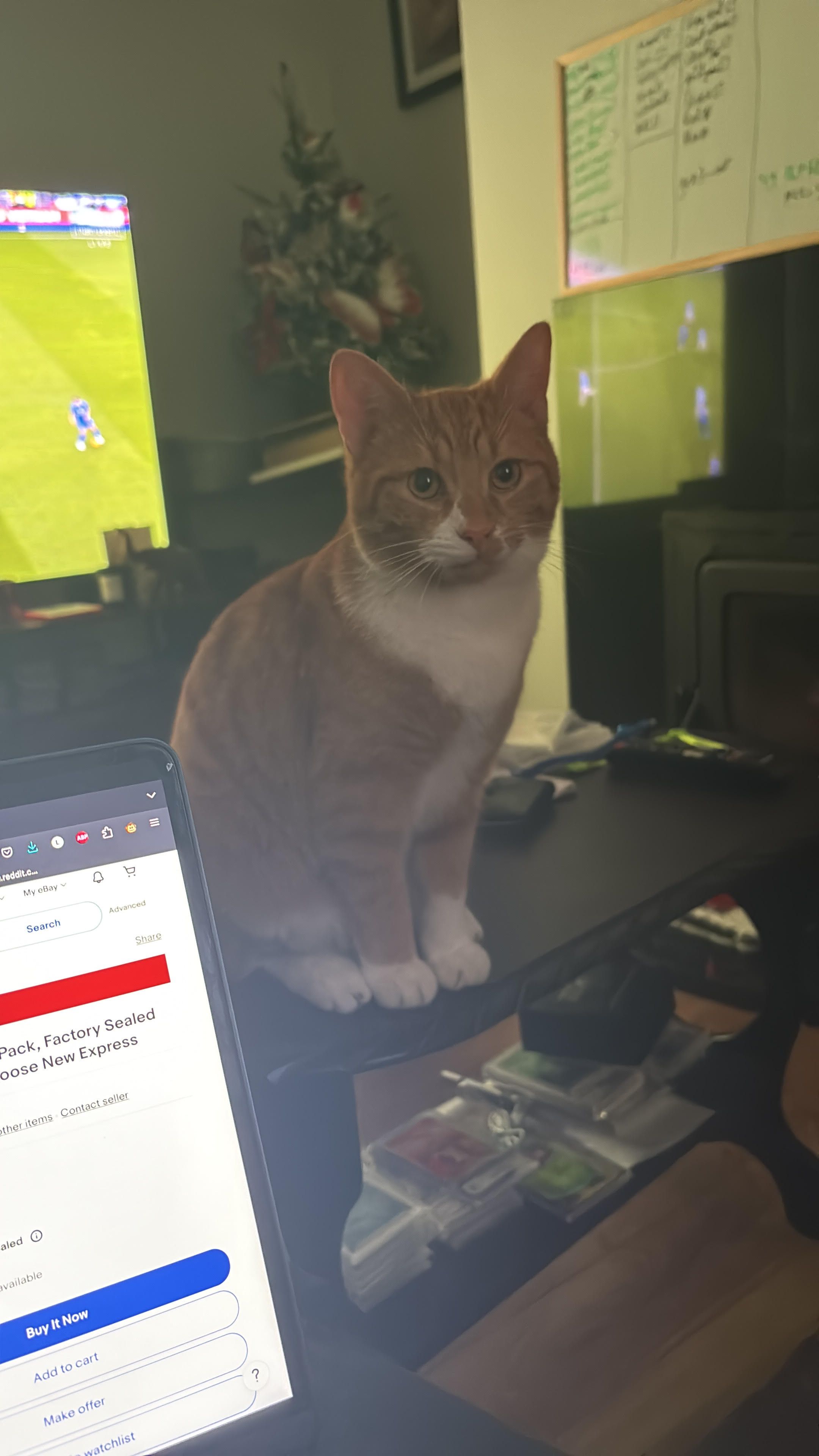 Ernie - Fuschia Park, Galway