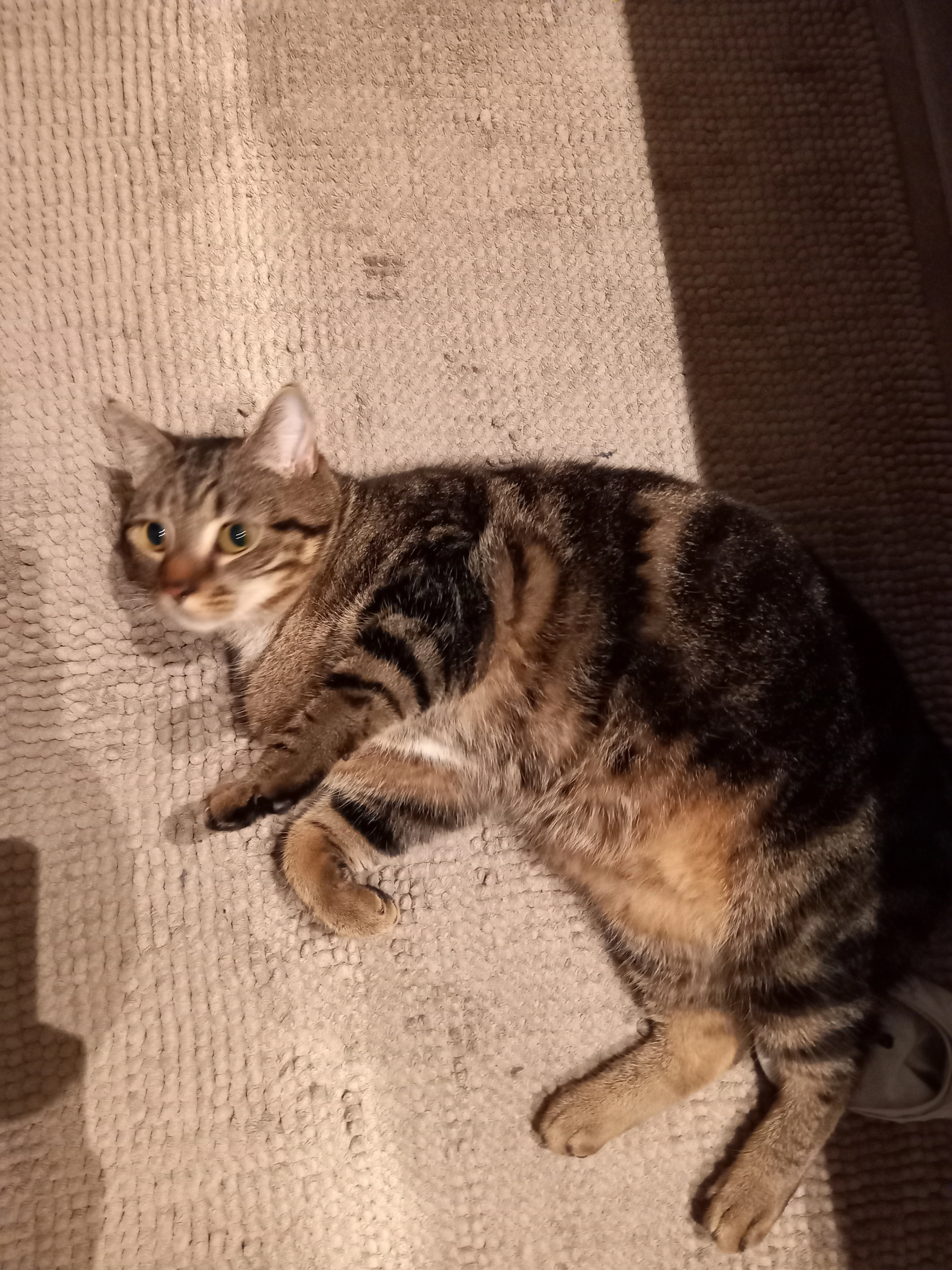 Pol - Bredepleinstraat, Boortmeerbeek