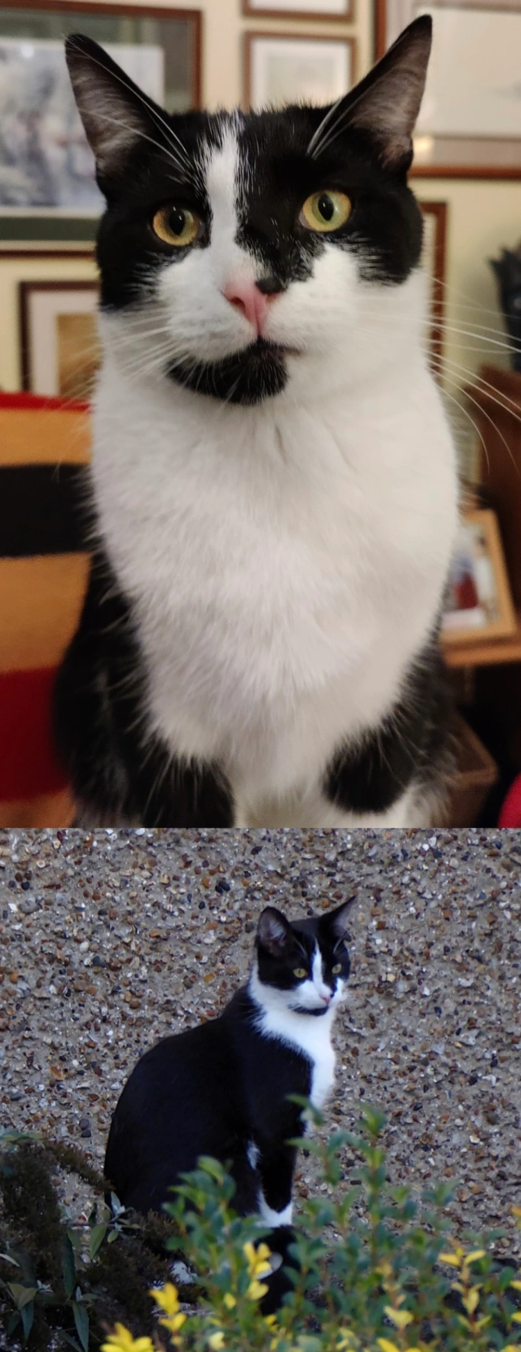 Ziggy - Star Street, Ware