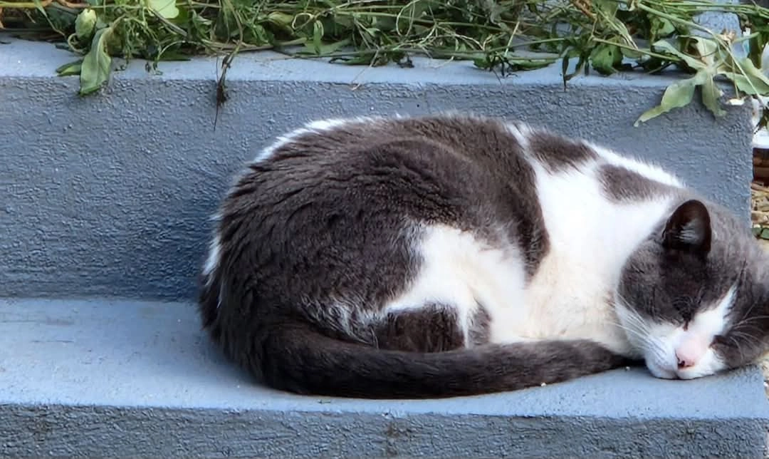 Chiffon  - Rue Du Port, Chartrettes