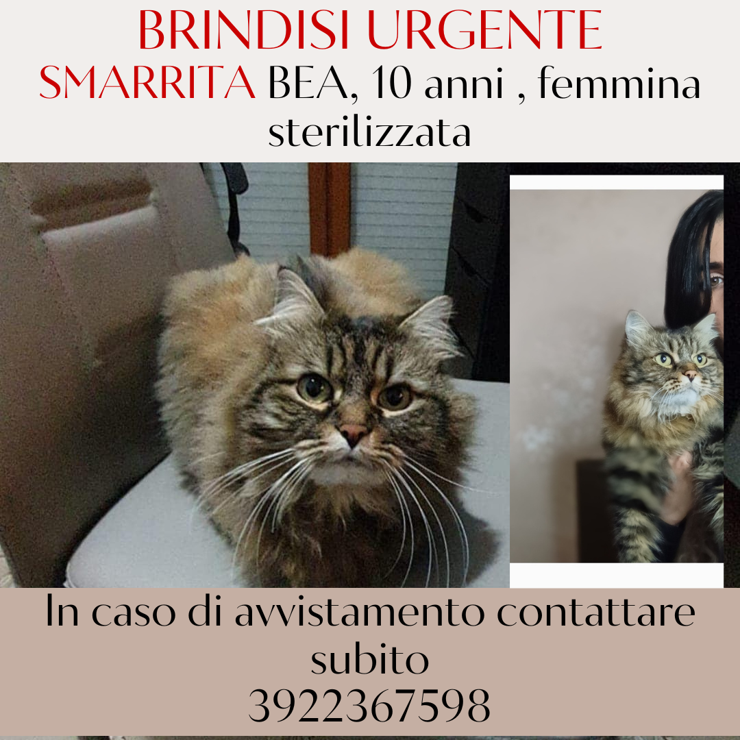 Bea - Via Felice Matteucci, Brindisi