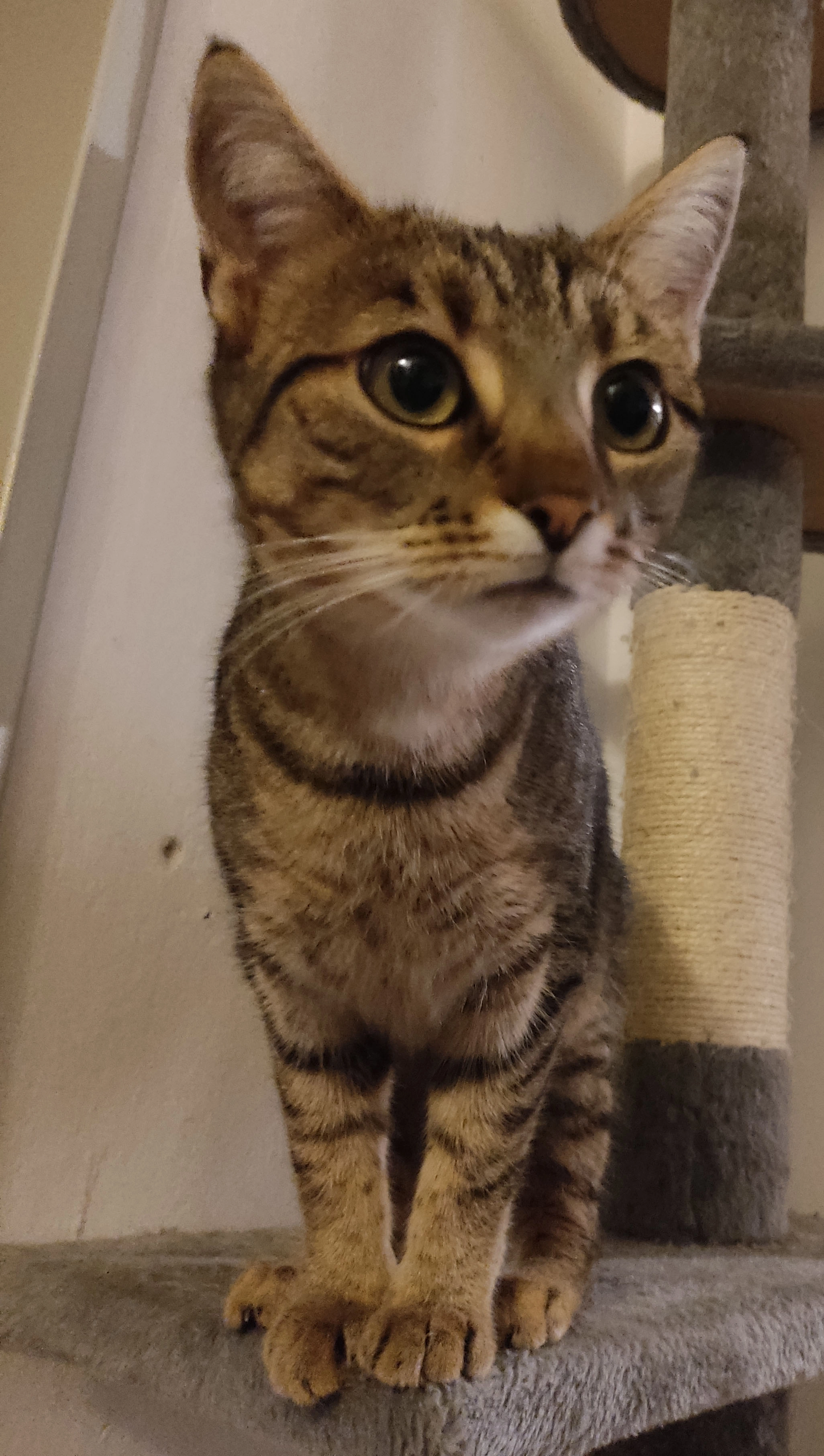 Sakura - Asterngasse, Dorfen