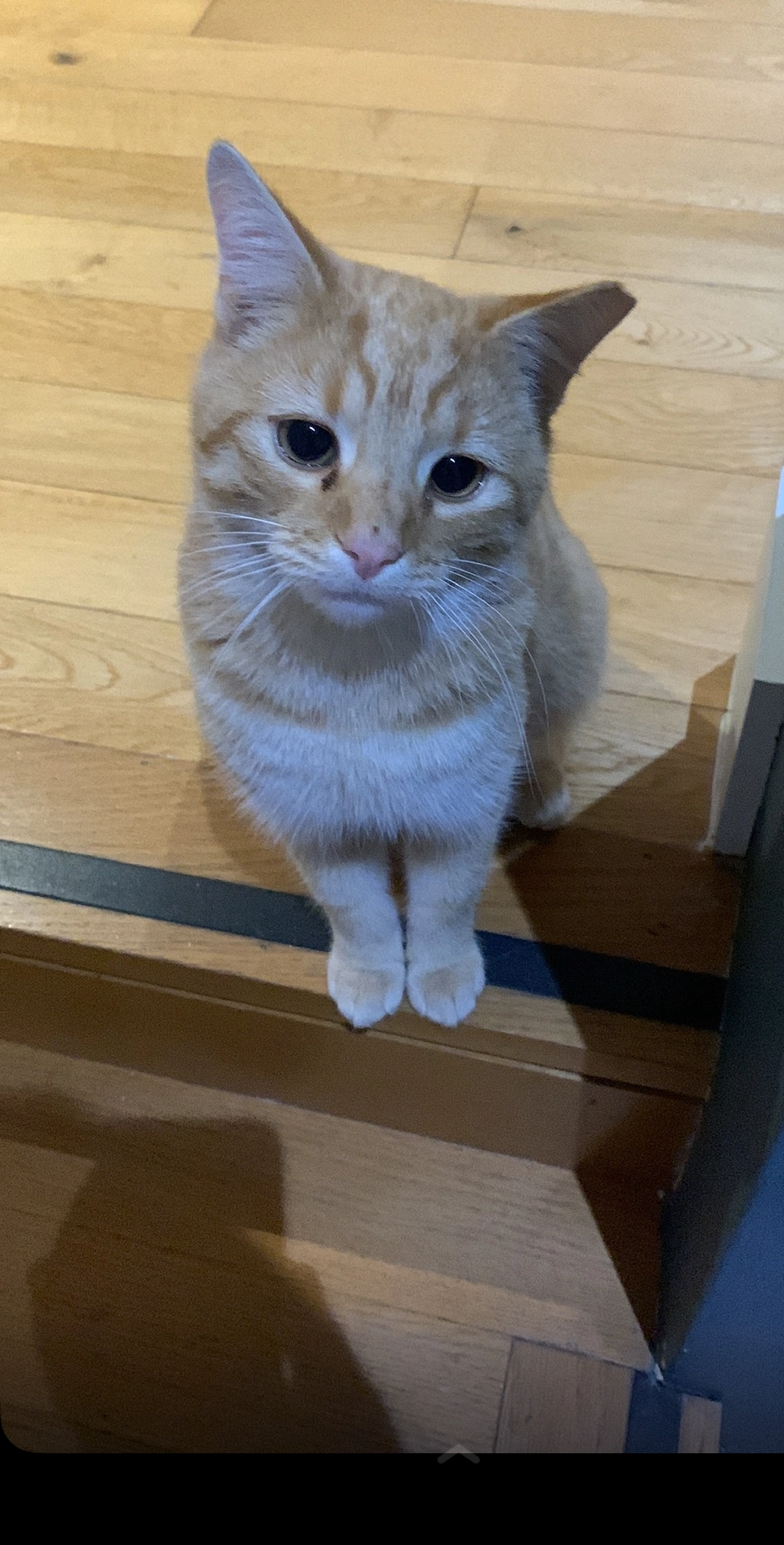 Biscuit - Castle Road, Oranmore