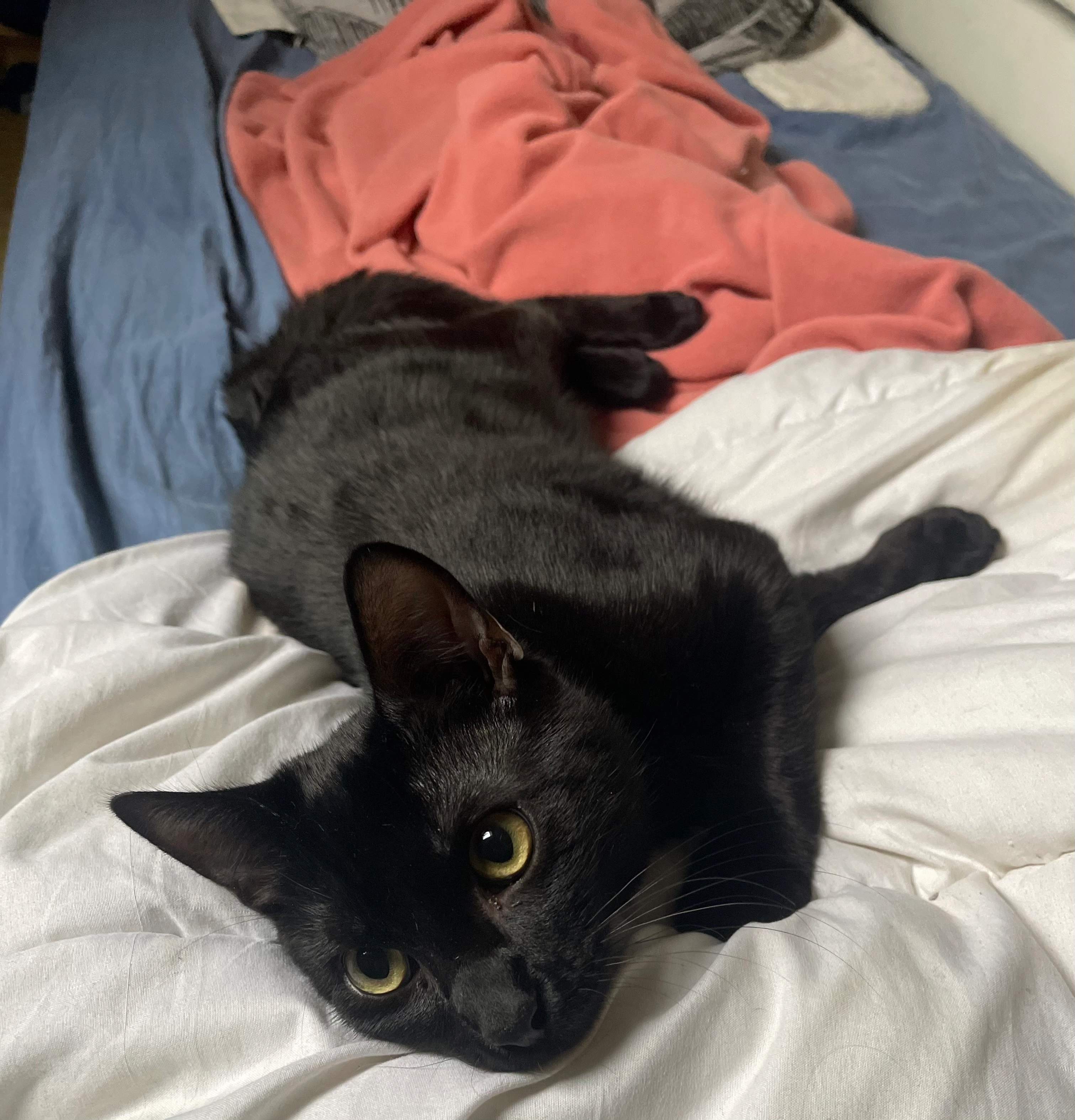 Speedy  - Rue Du Capitaine Némo le 28/06/2025, Courdimanche, 95800