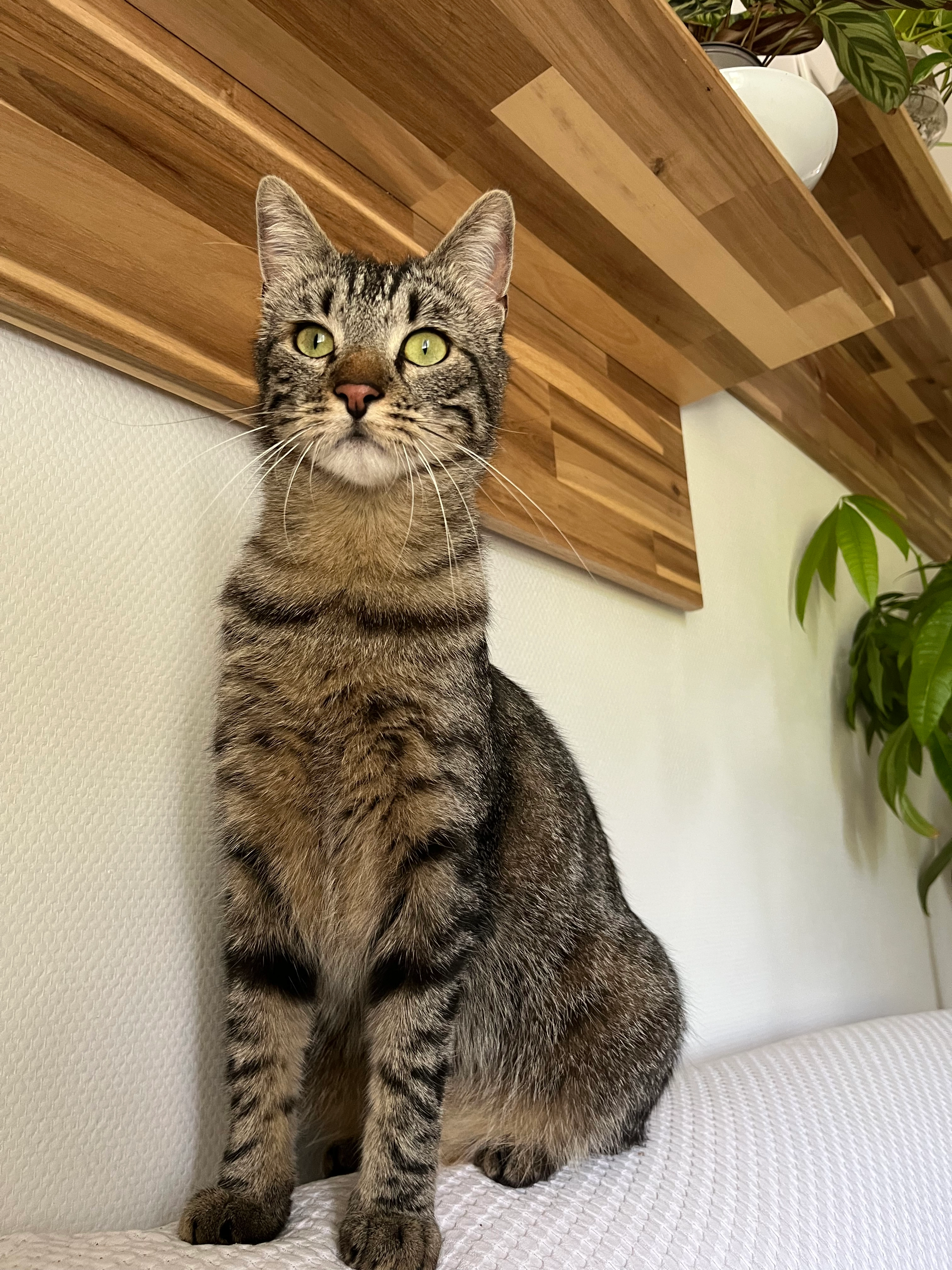 Bao - Rue Du Bouchet, Vert-le-Petit