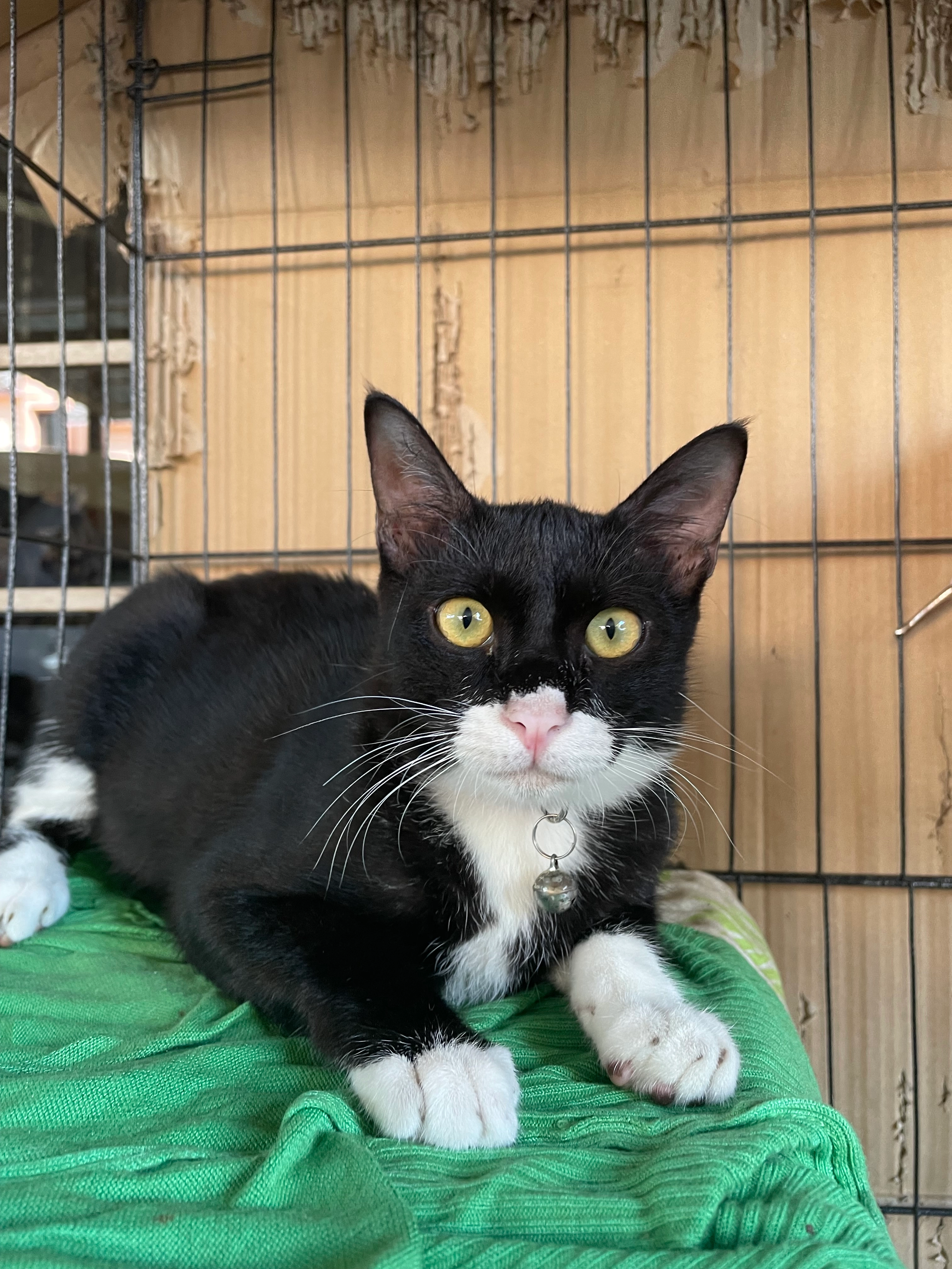 hades - jalan oz 12, taman ozana impian,, Ayer Keroh