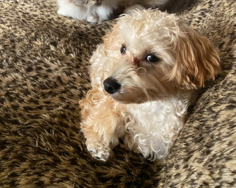 Snoopy - 13 Rue de la Cloche, Fontainebleau