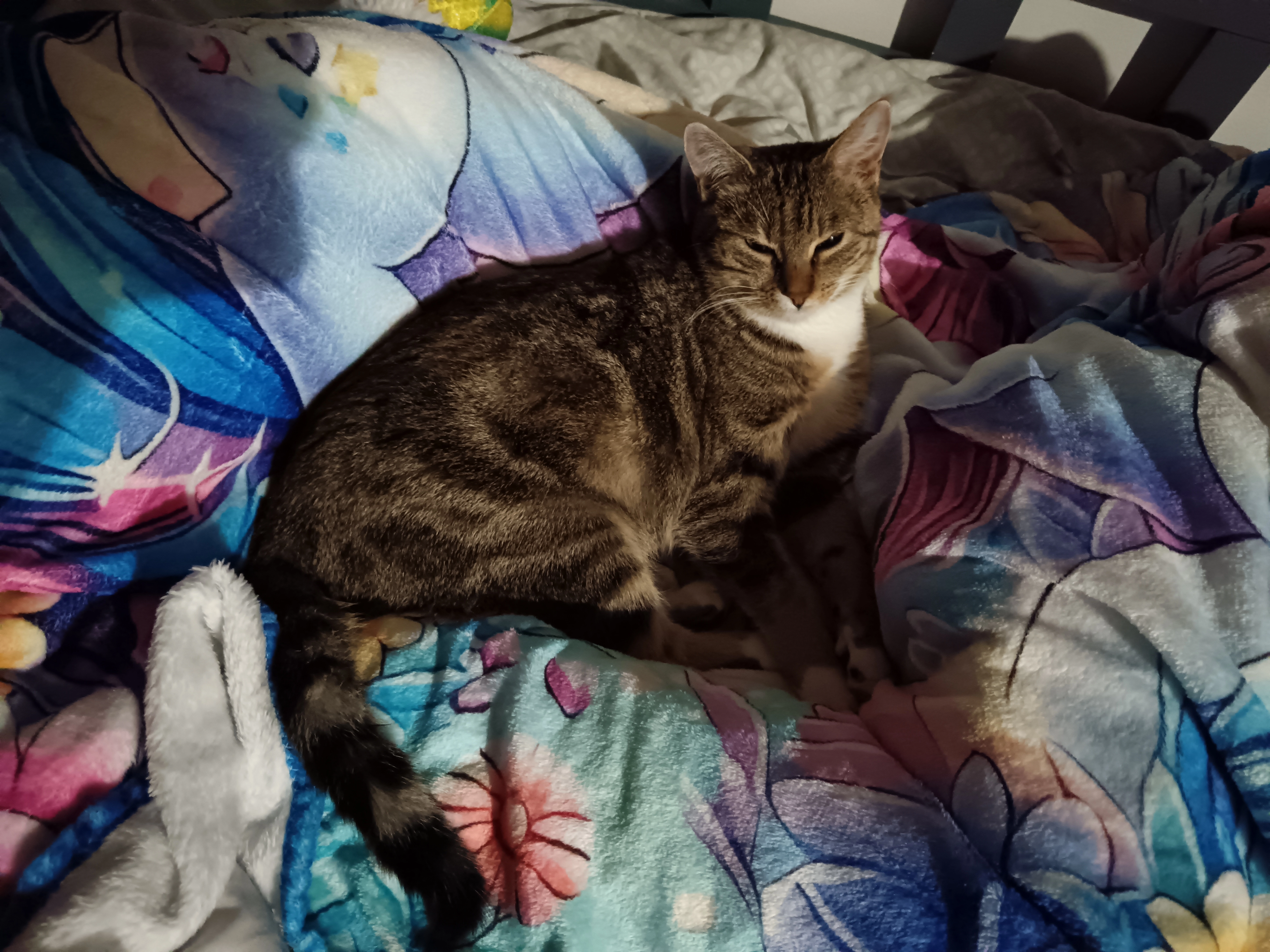 Zoa - 4 Rue Suzanne Brisset, Escolives-Sainte-Camille