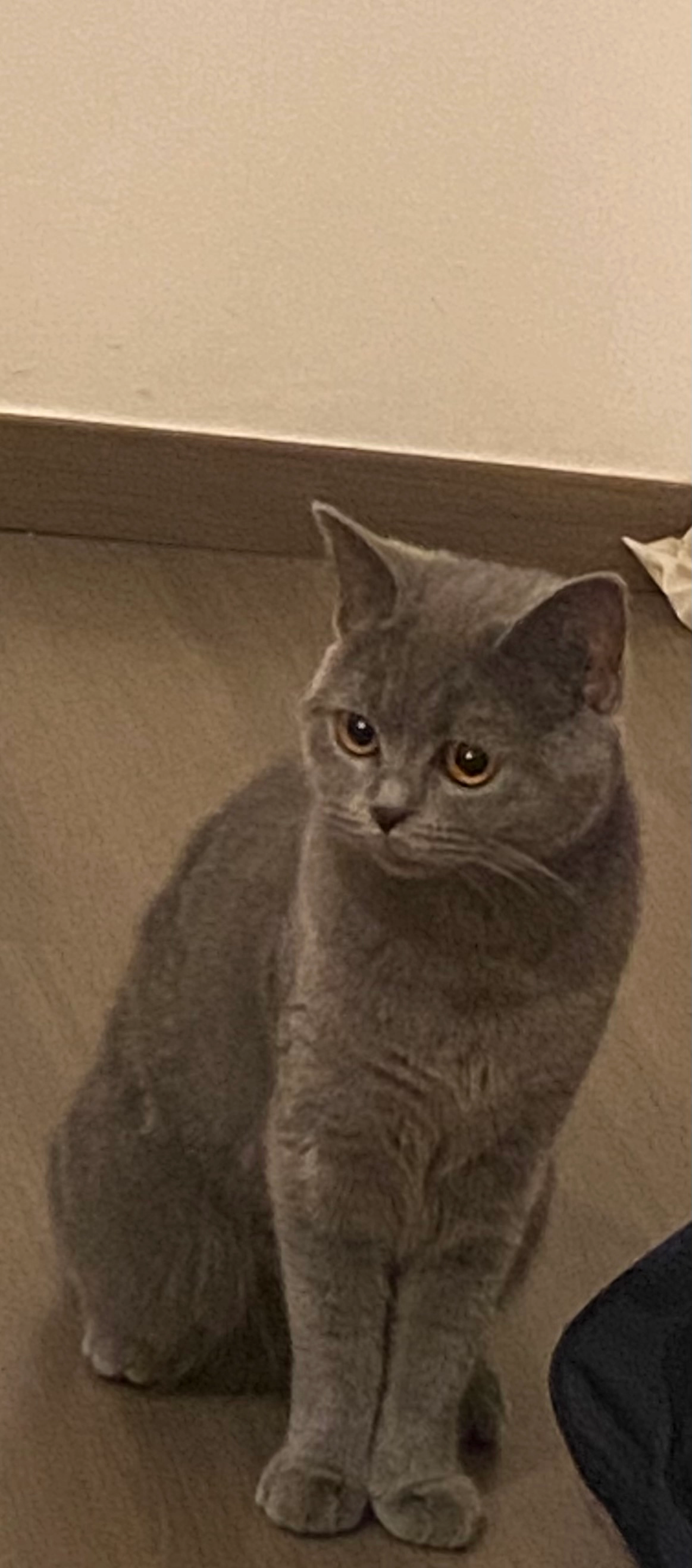 Luna - Generaal Drubbelstraat, Antwerpen