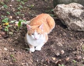 Mausi - Im Streichergarten, Utting am Ammersee