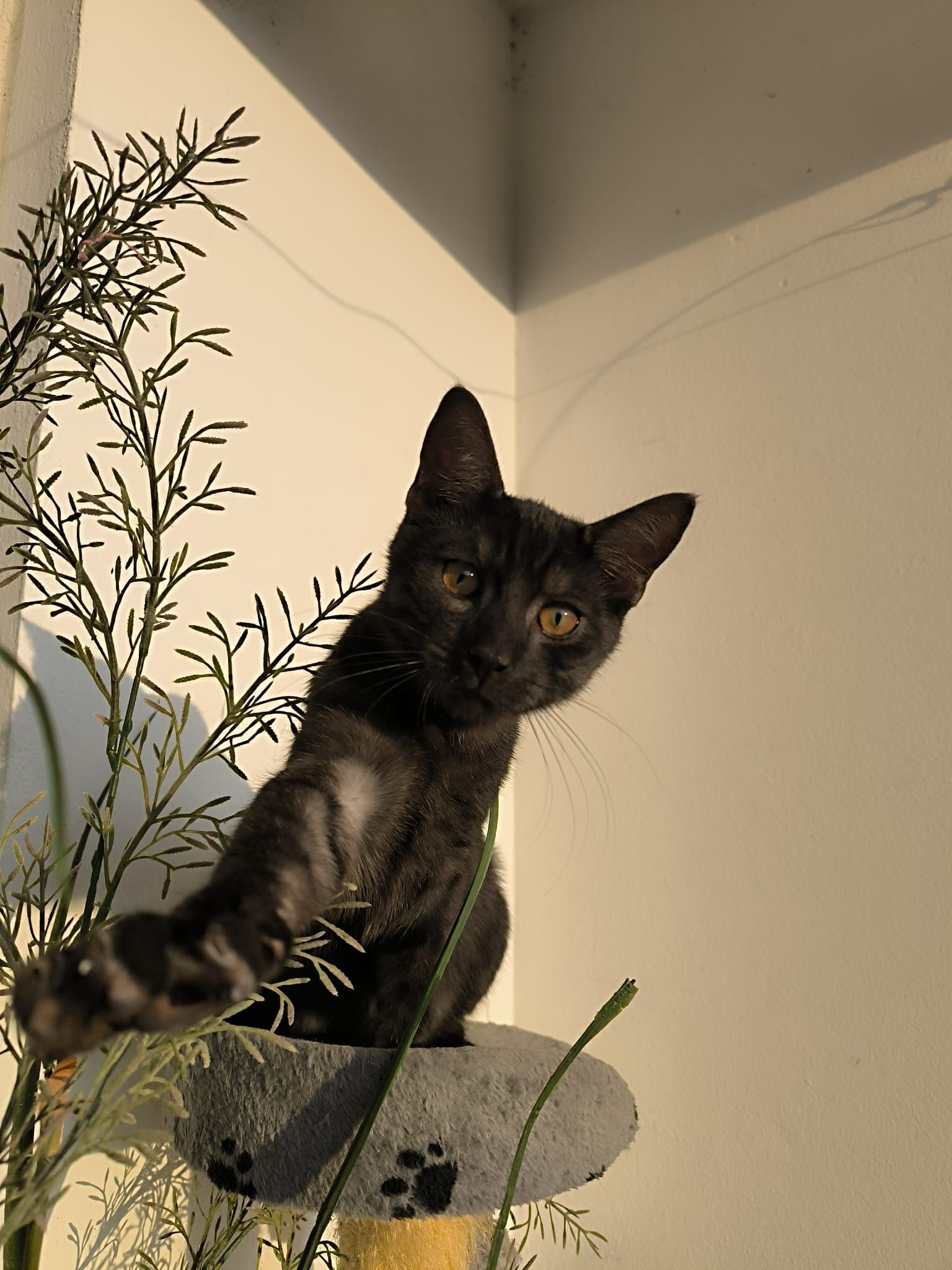 Smockey - Am Brautsee, Schleswig