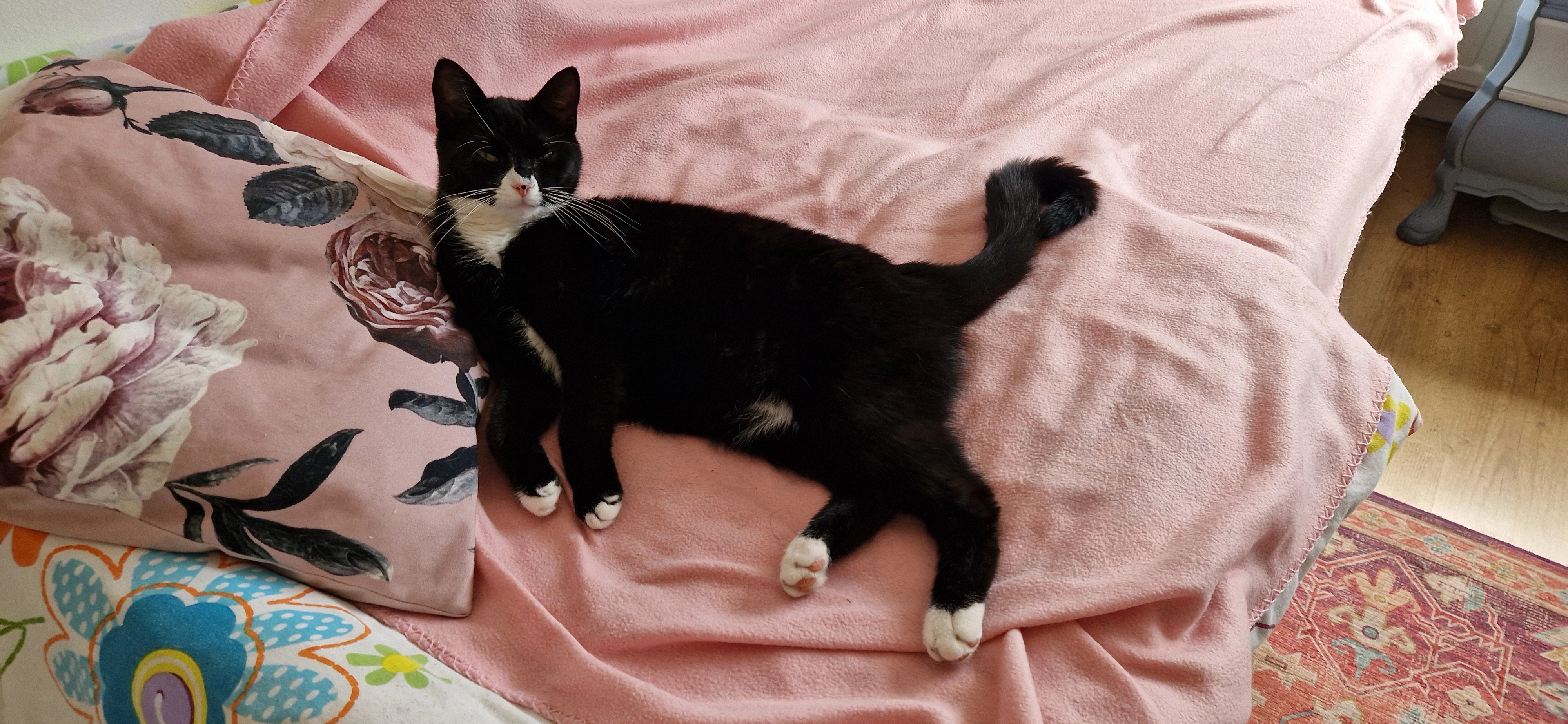 Oreo - Op Goeree, Callantsoog