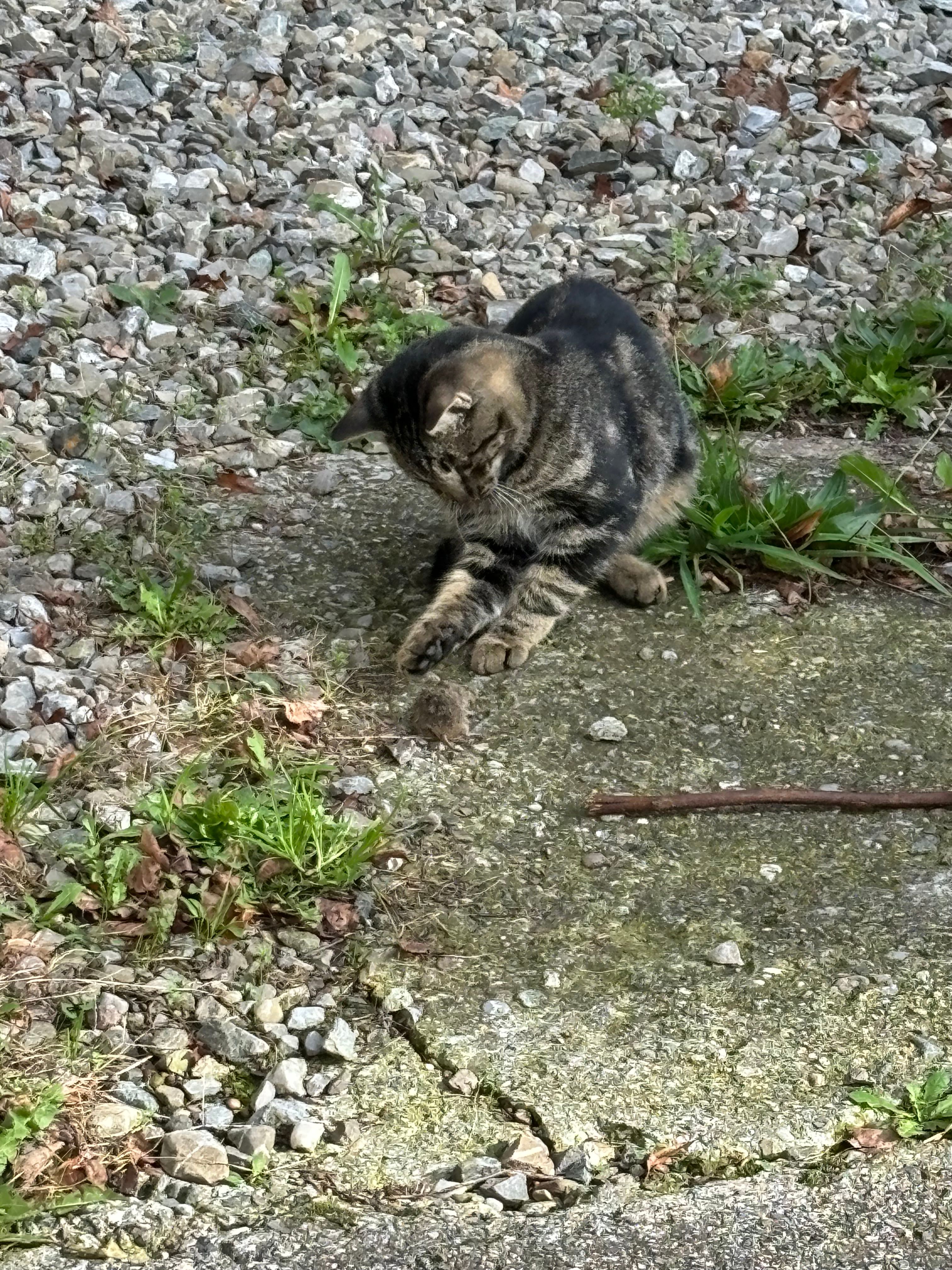 Findus - Neuurbach, Bad Waldsee