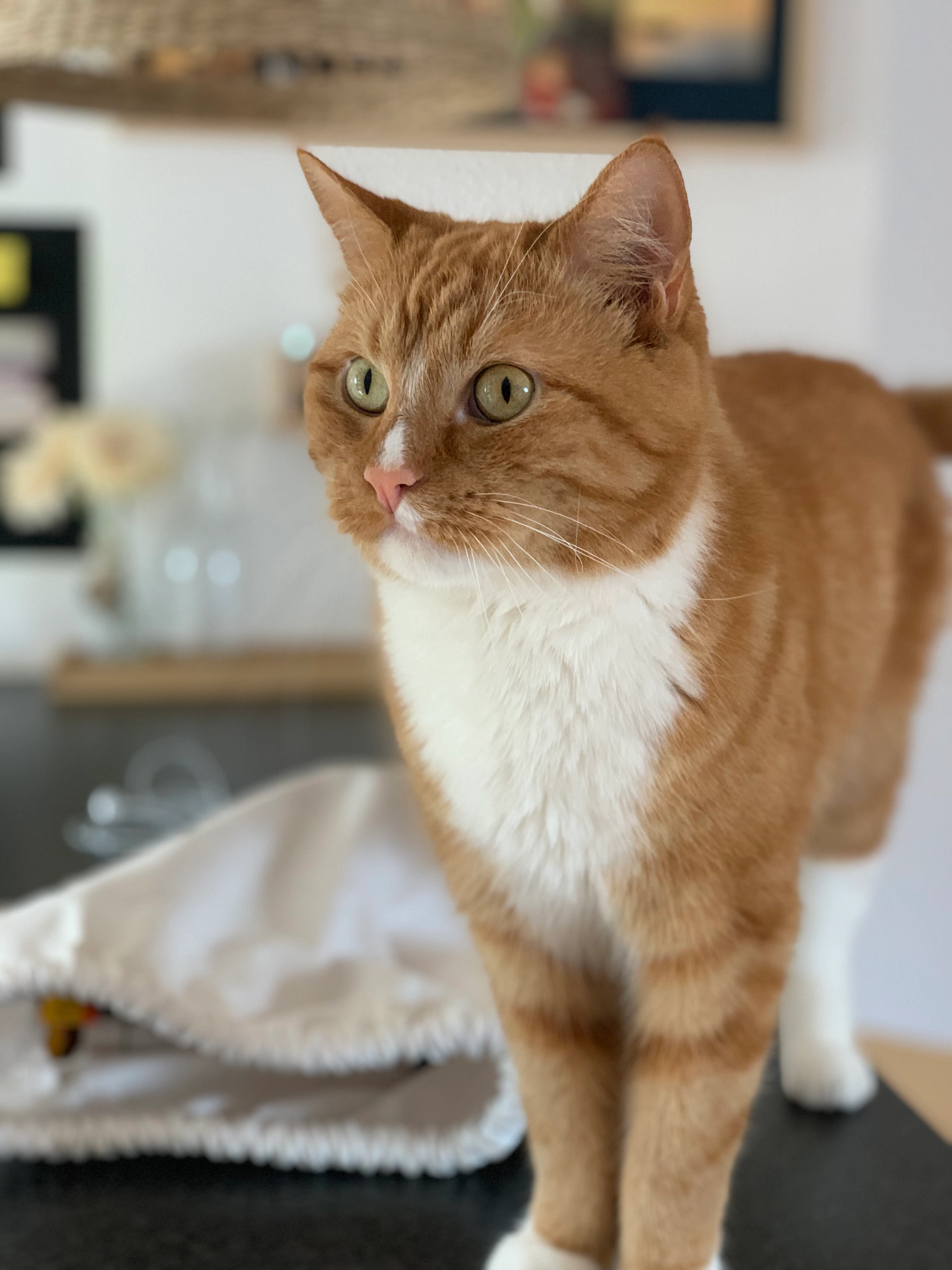 Fiete - Westring 84, Ratekau