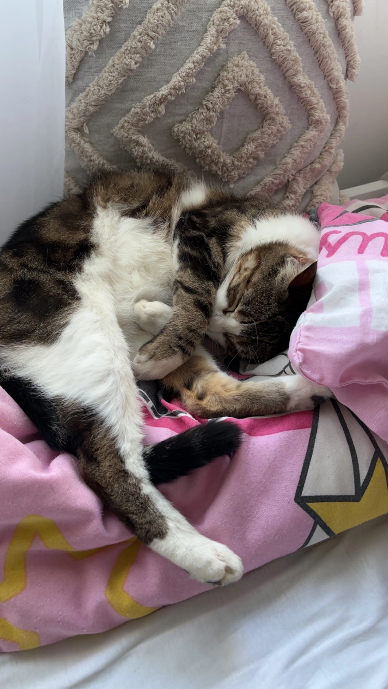 Fifi - Rue Des Vignes, Labastide-Saint-Pierre