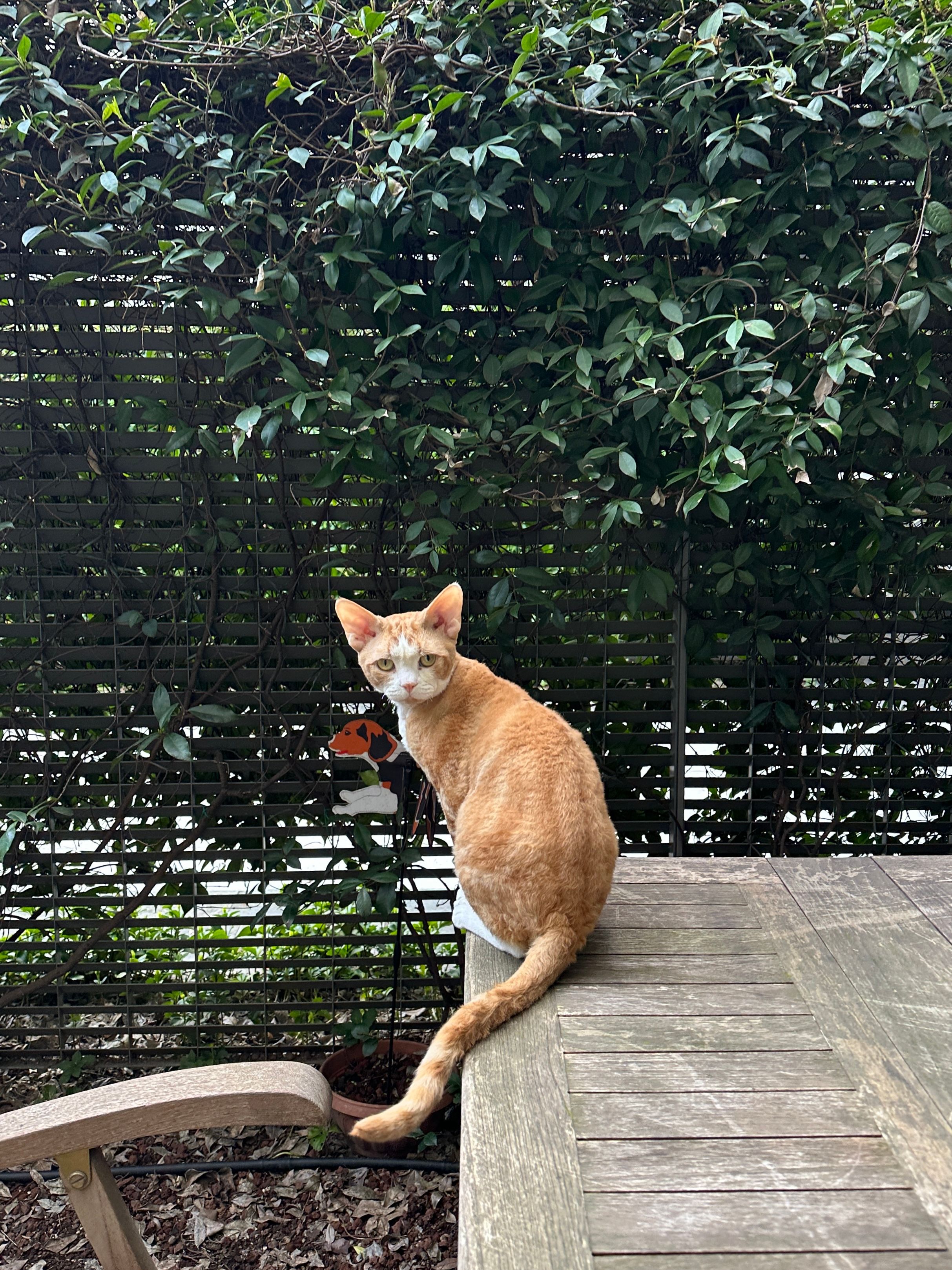 Hoya - Via Marco Ulpio Traiano 35F, Milano