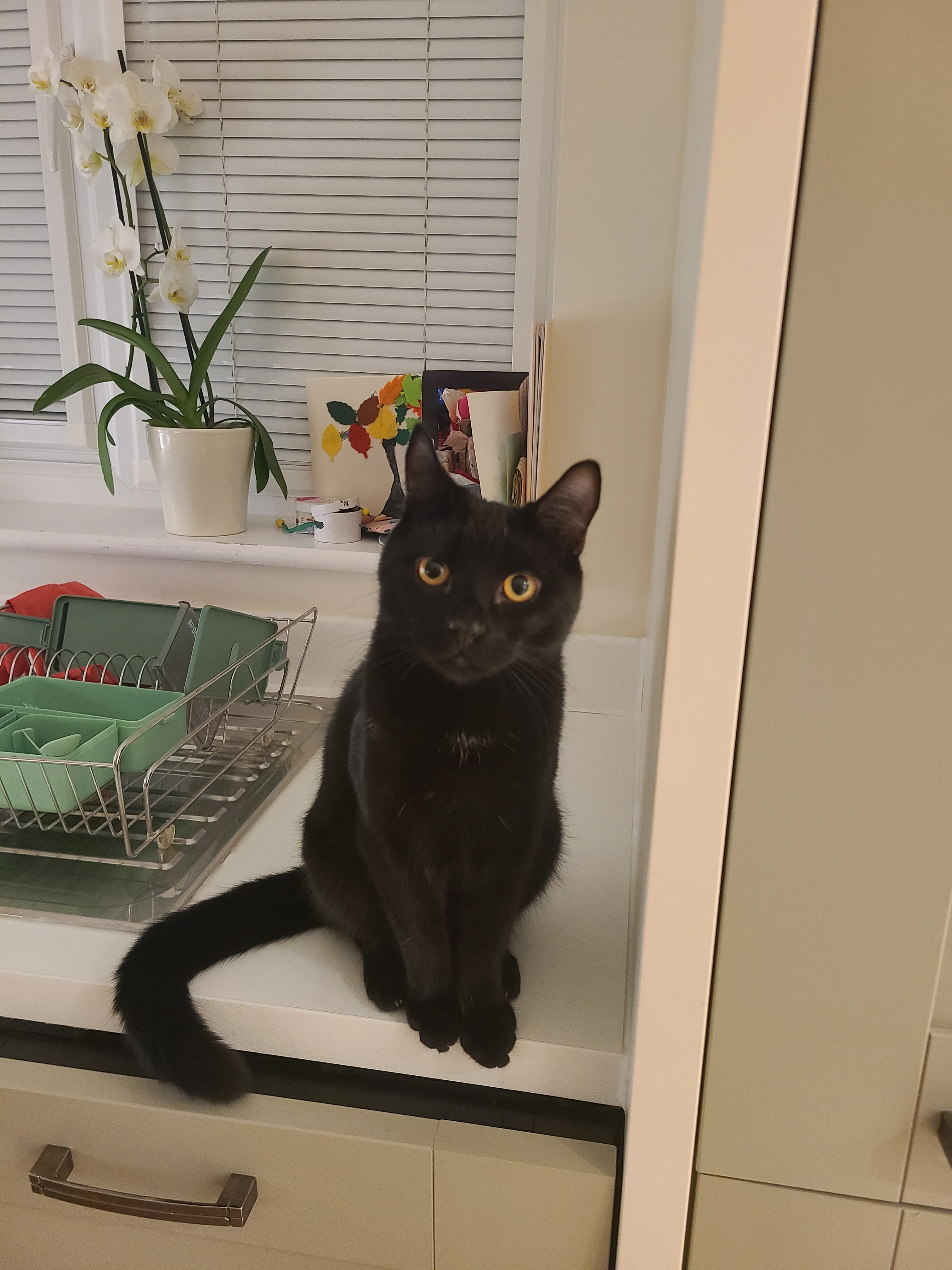 Milo - Saint Andrews Road, Warminster