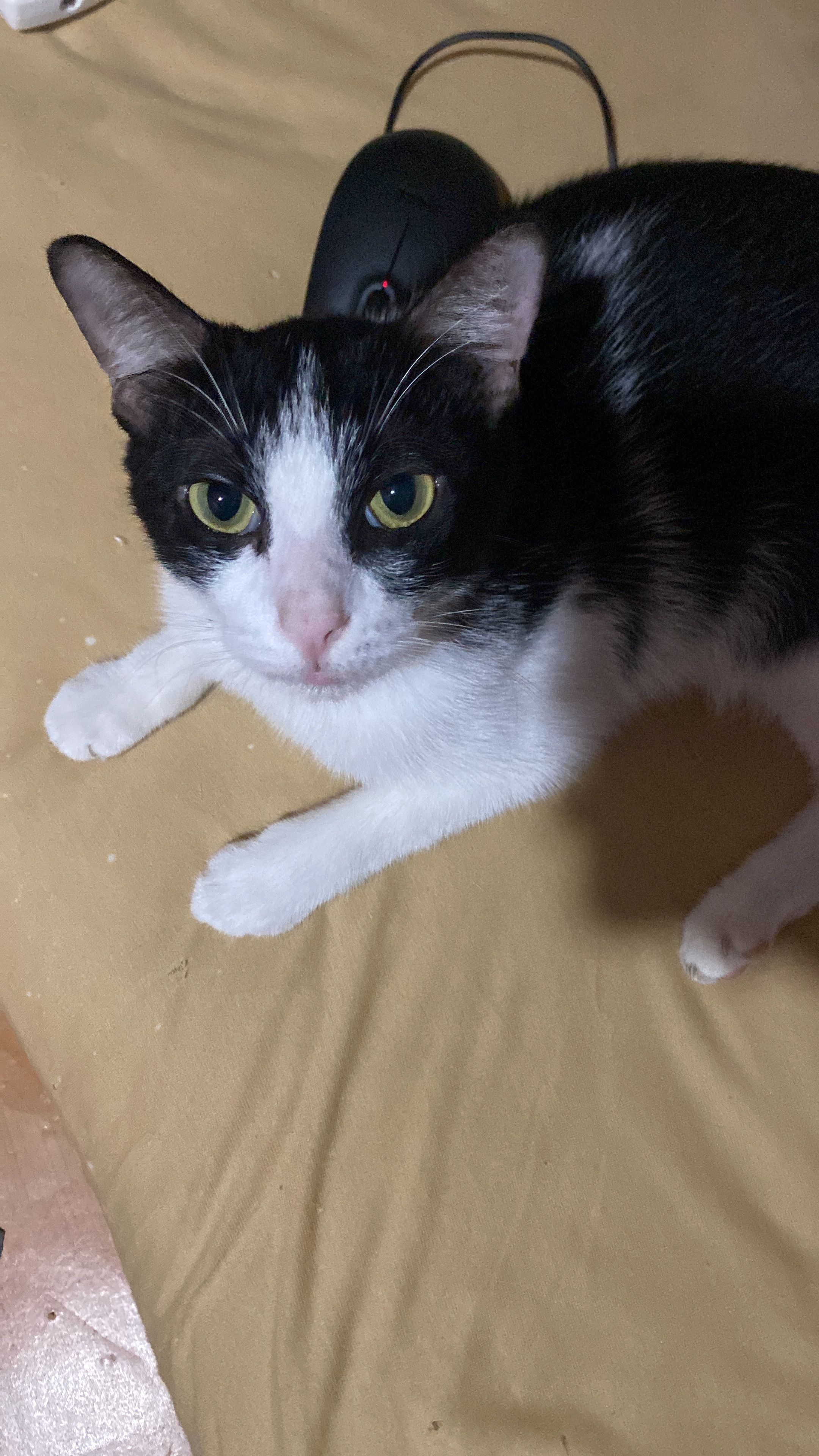 Tommy tam - 10470, Penang