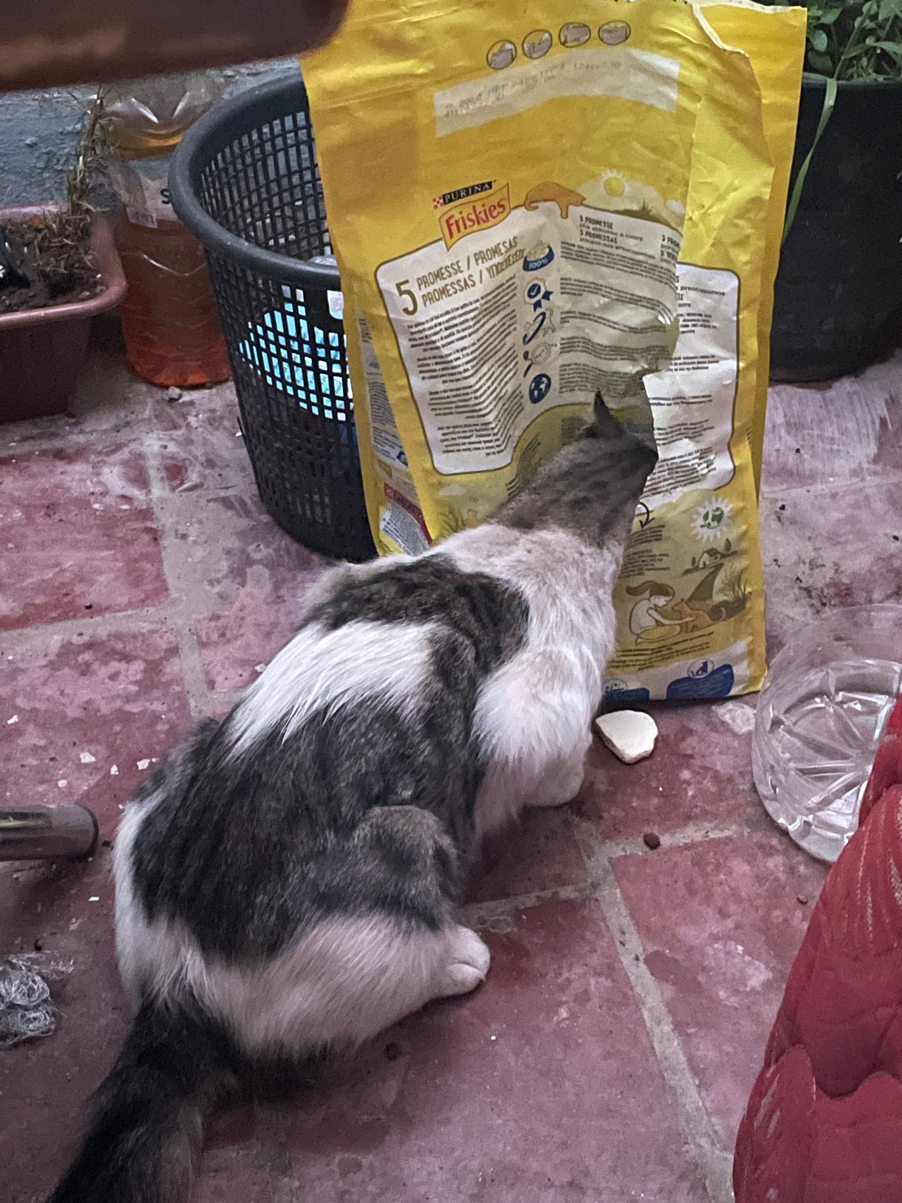 Luki - 20, Casablanca