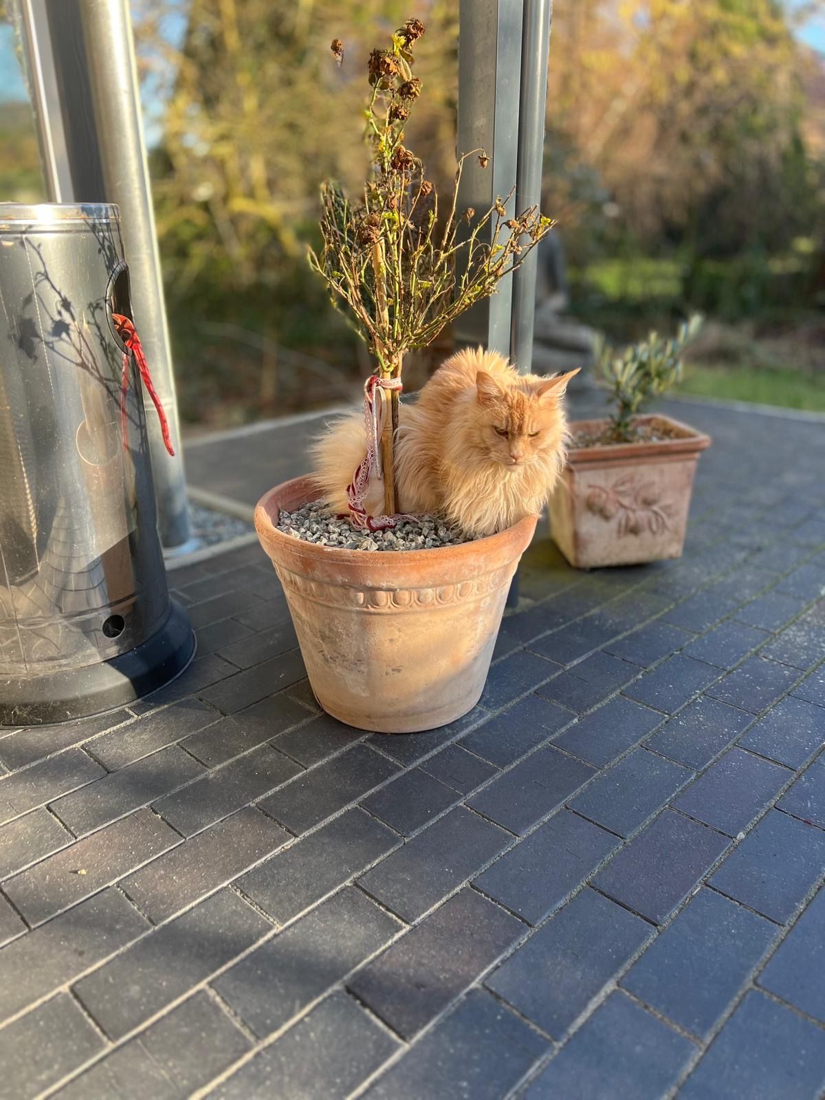 Pitsch - 24217, Fiefbergen