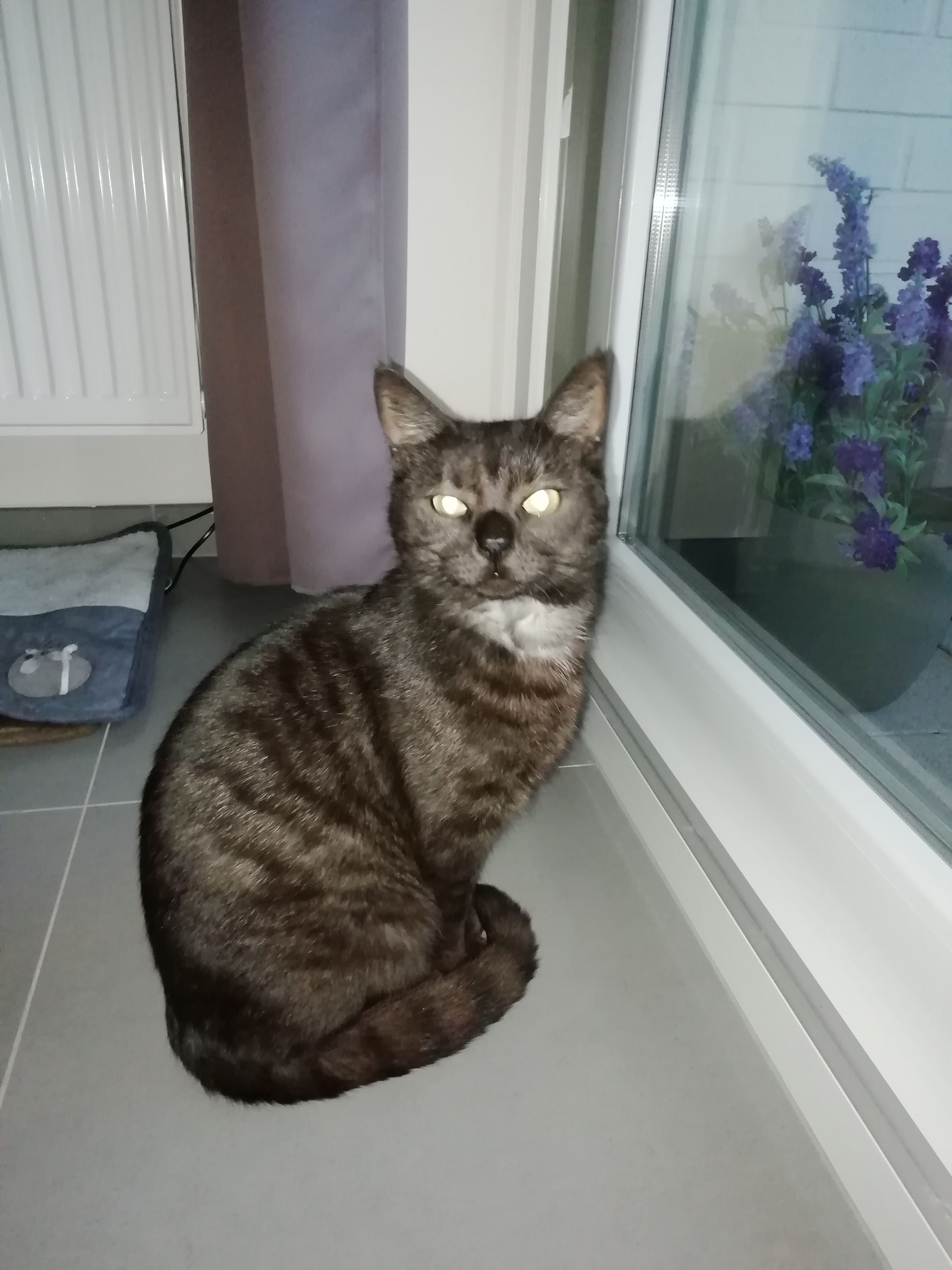 Bommel - Rodestraat, Veurne