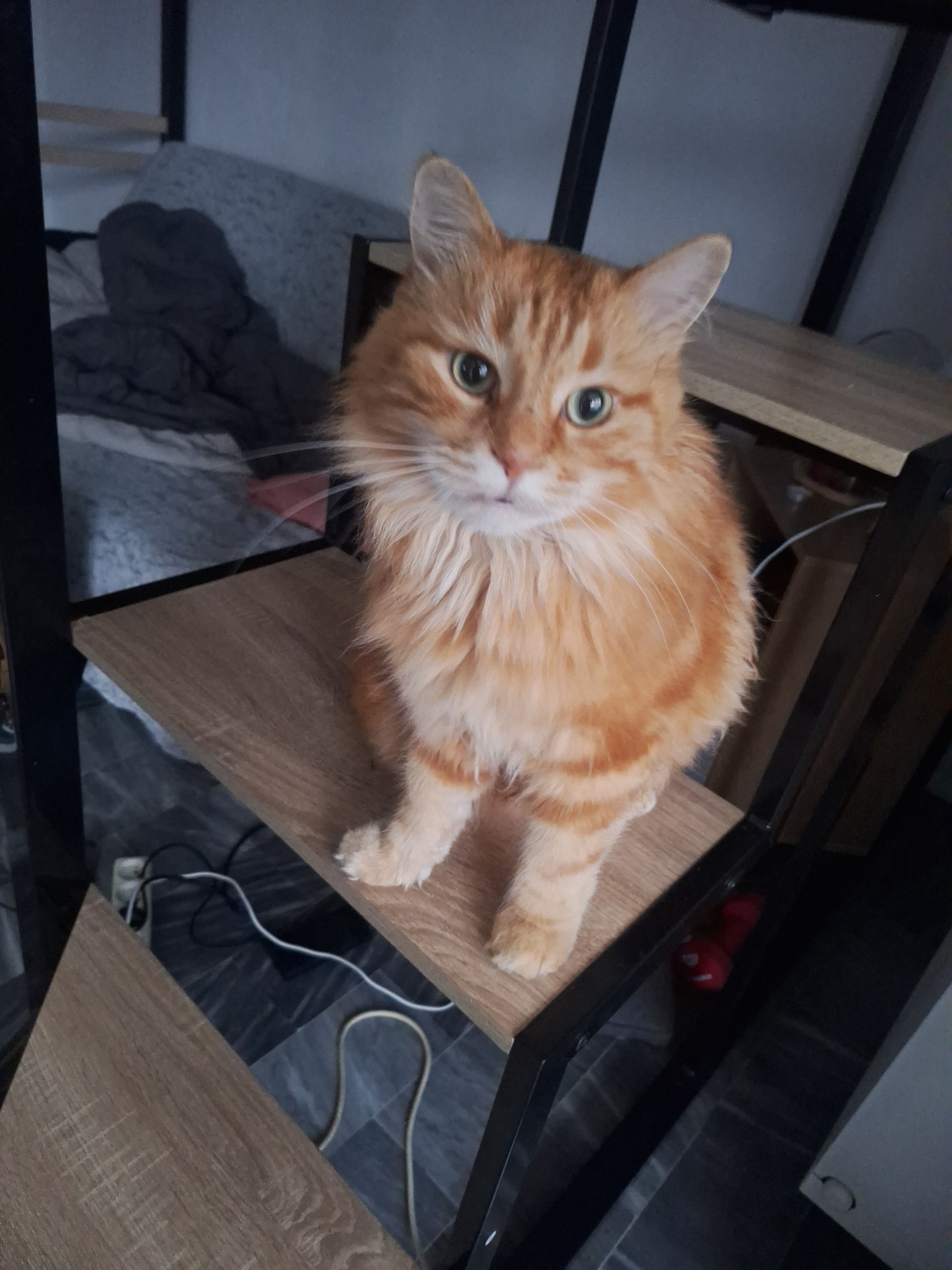 Roucky  - Avenue Pierre De Coubertin, Hyères