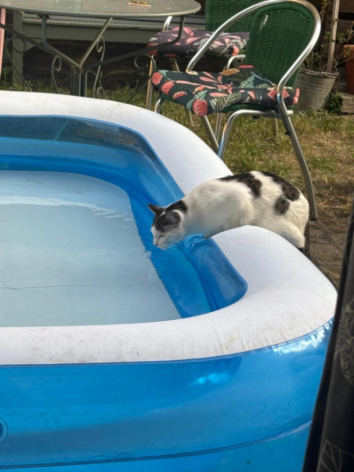 Monty - Hinckley Road, London