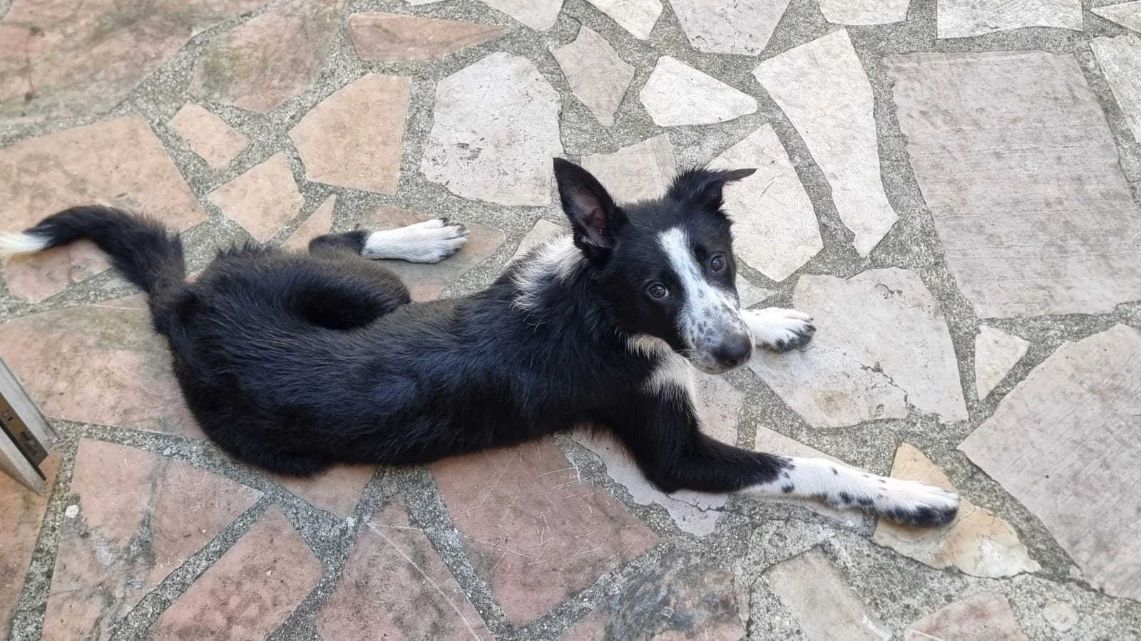 Vicky  - Avenue Jean Jaurès, Rosny-sous-Bois