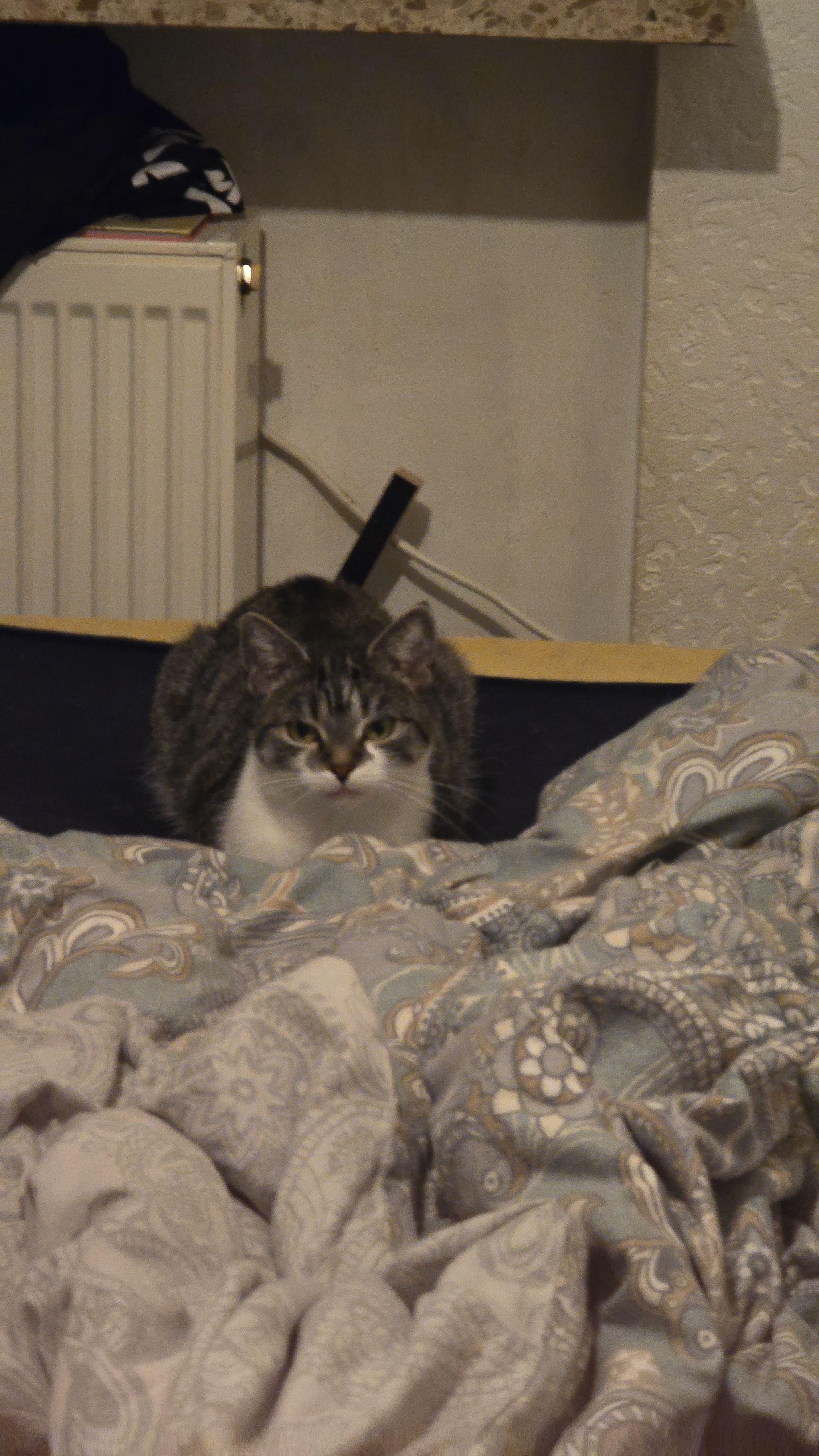 Lilly - Berliner Allee, Northeim