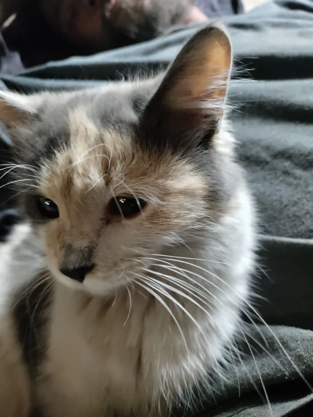 Muffin - South 29th Avenue, Phoenix