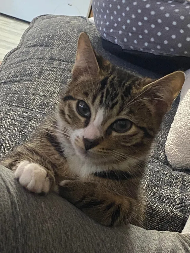 Finley  - Stafford Grove, Milton Keynes