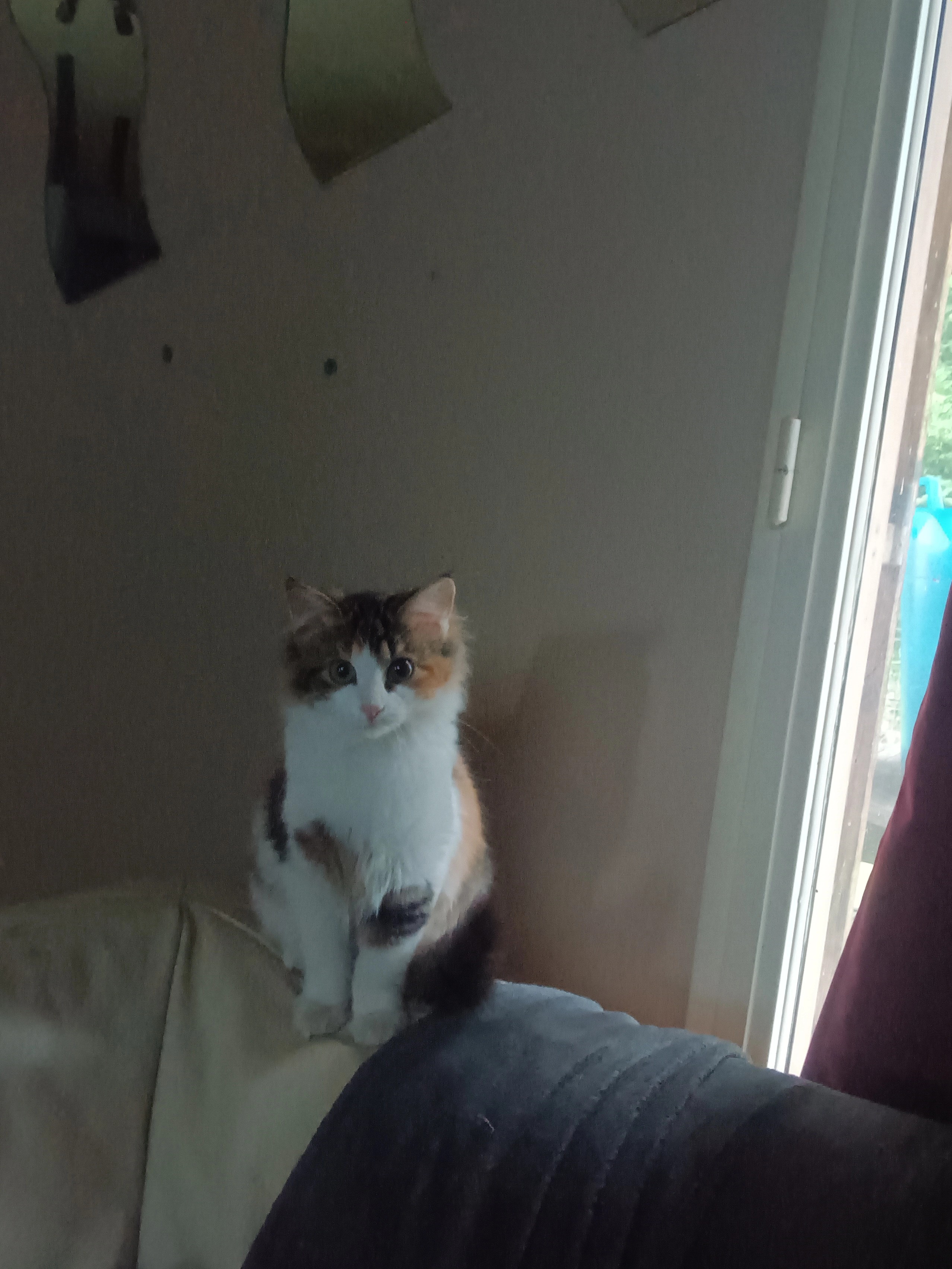 Haricot  - Rue Bresse Cocagne, Montrevel-en-Bresse