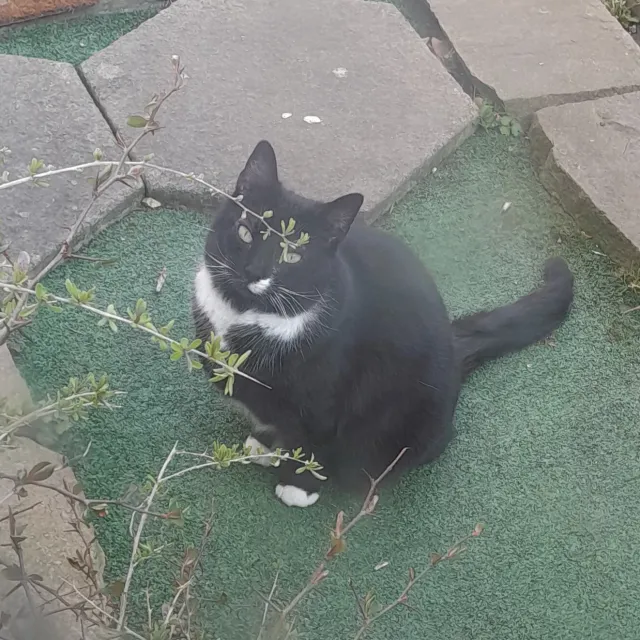 White paws - Roxburgh Road, Nuneaton