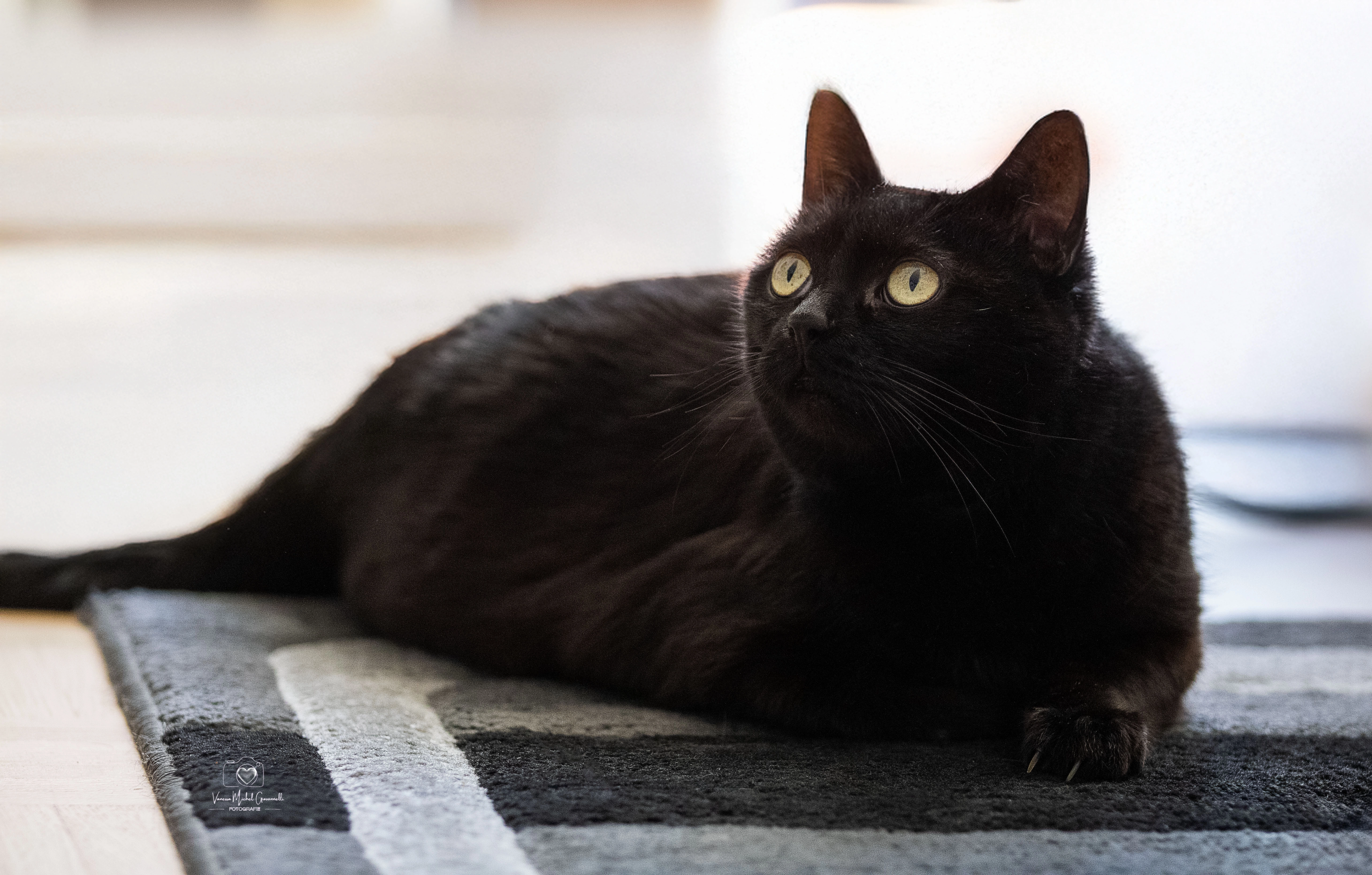 Milli - Ginsterpfad, Köln