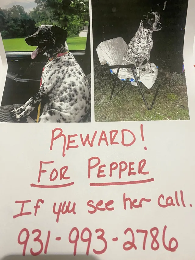 Missing Cat - 1397 Yell Rd, Lewisburg