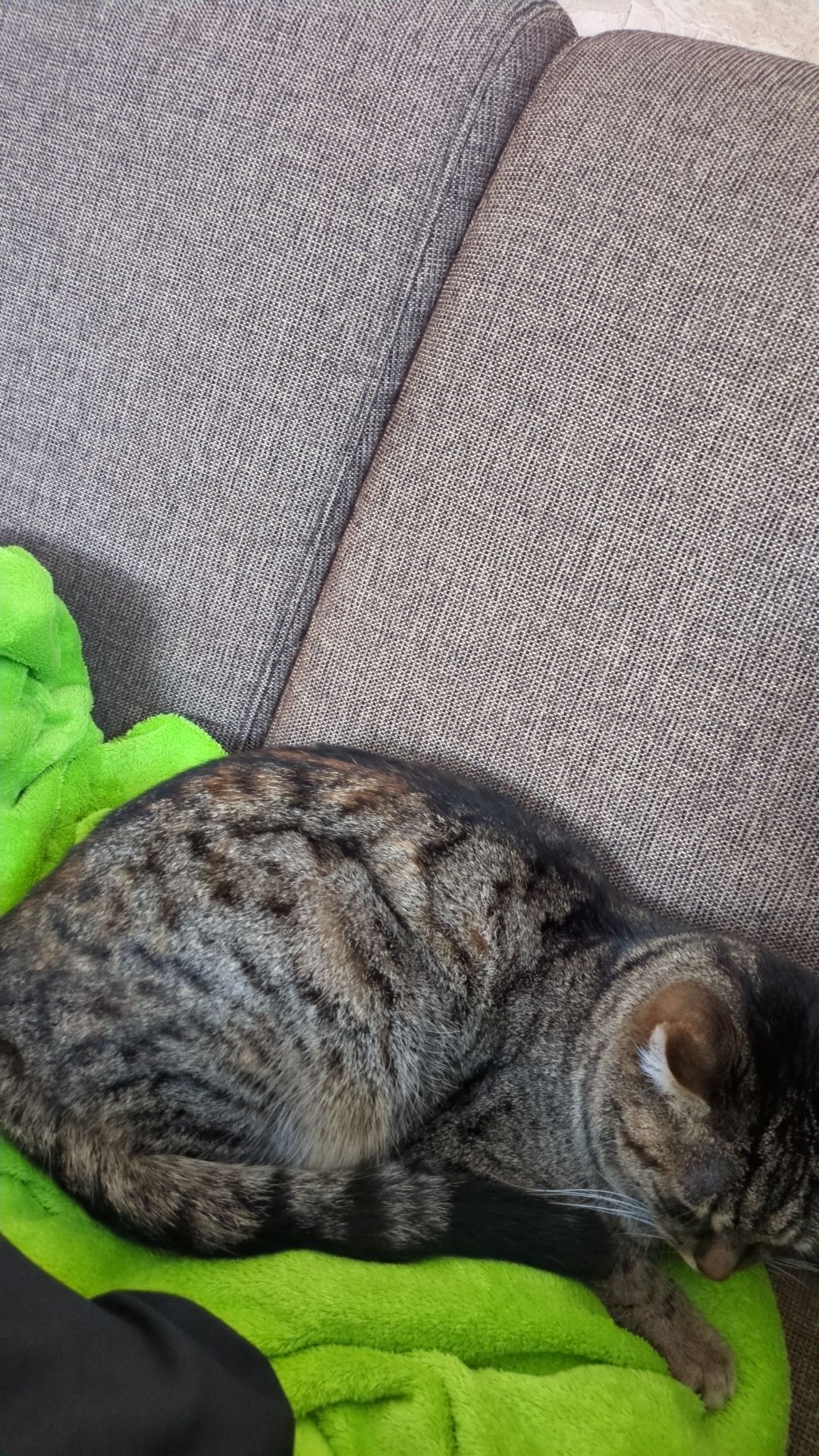 Nala  - Dorf 7, Haag am Hausruck