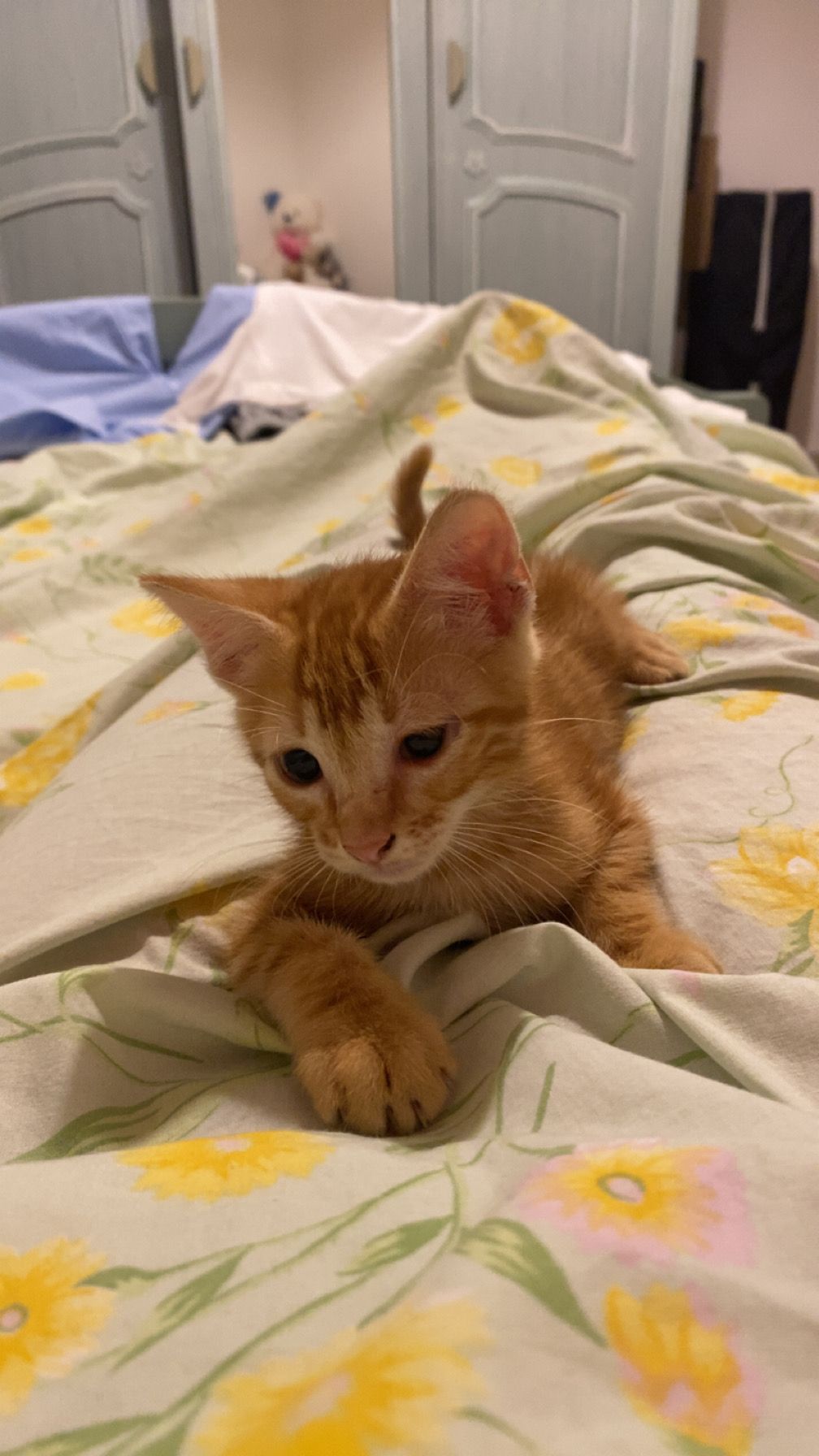 Nour - Rue Ahmed Amine, Anfa