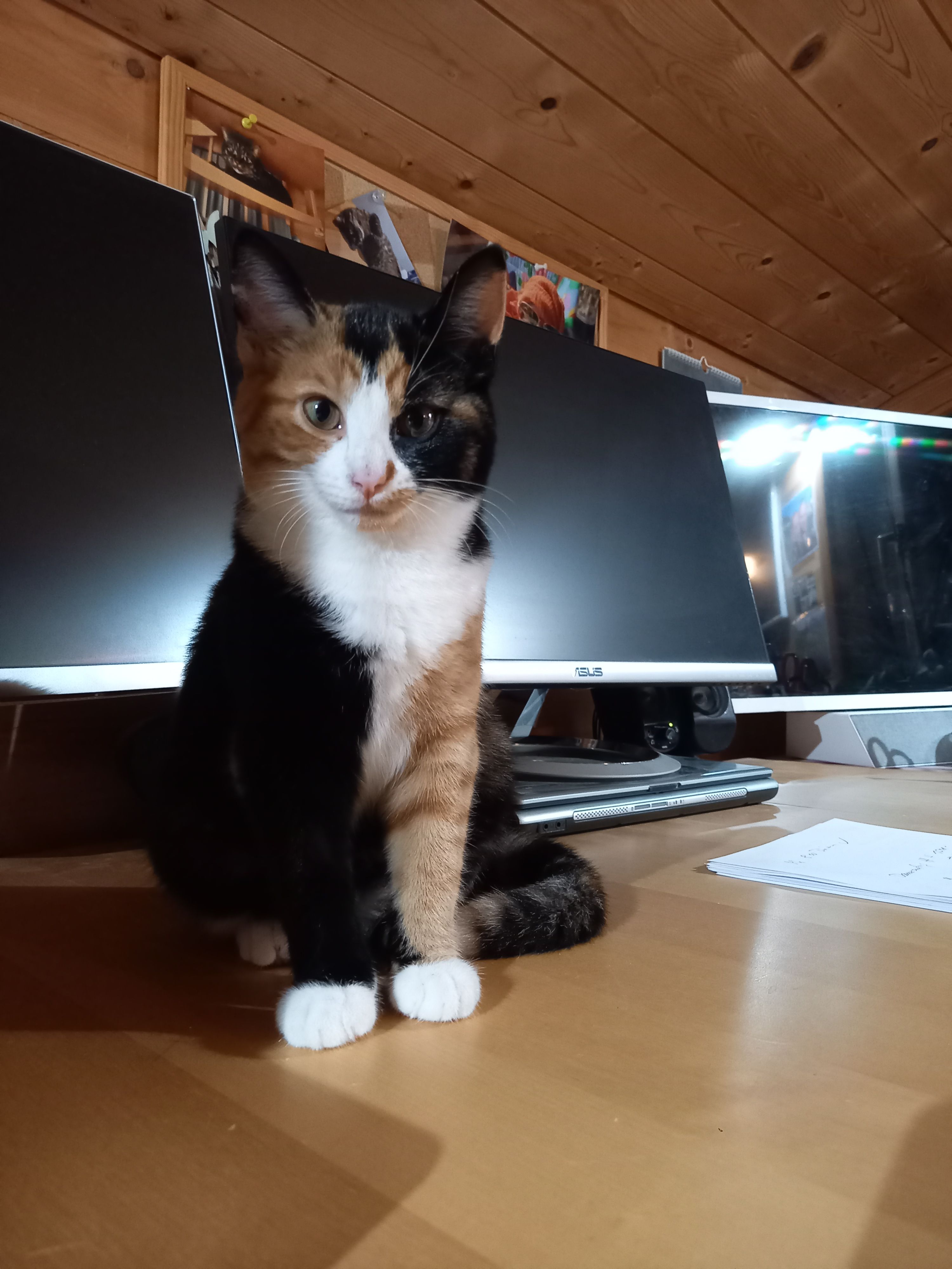 Roxy - Ländteweg, Brienz