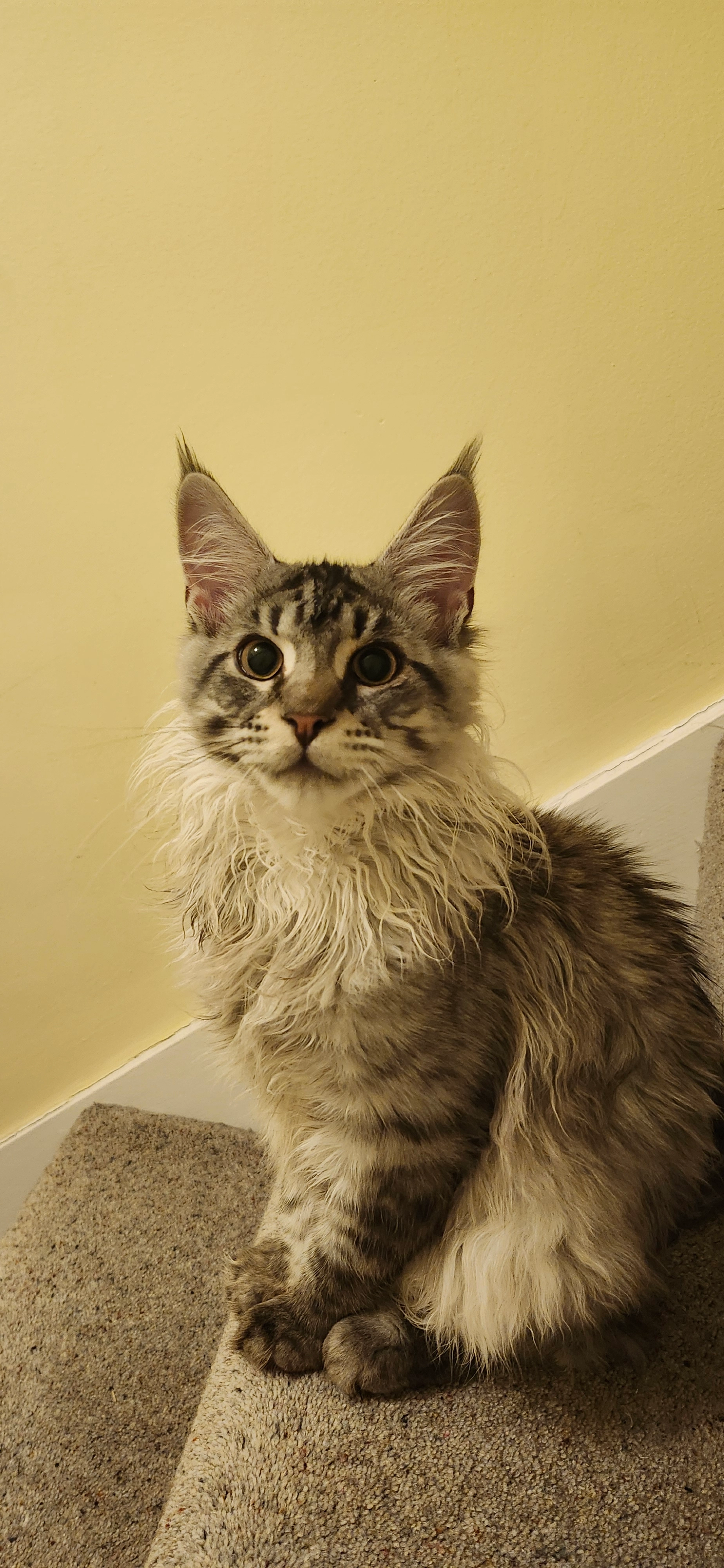 Teddy - New Street, Morecambe