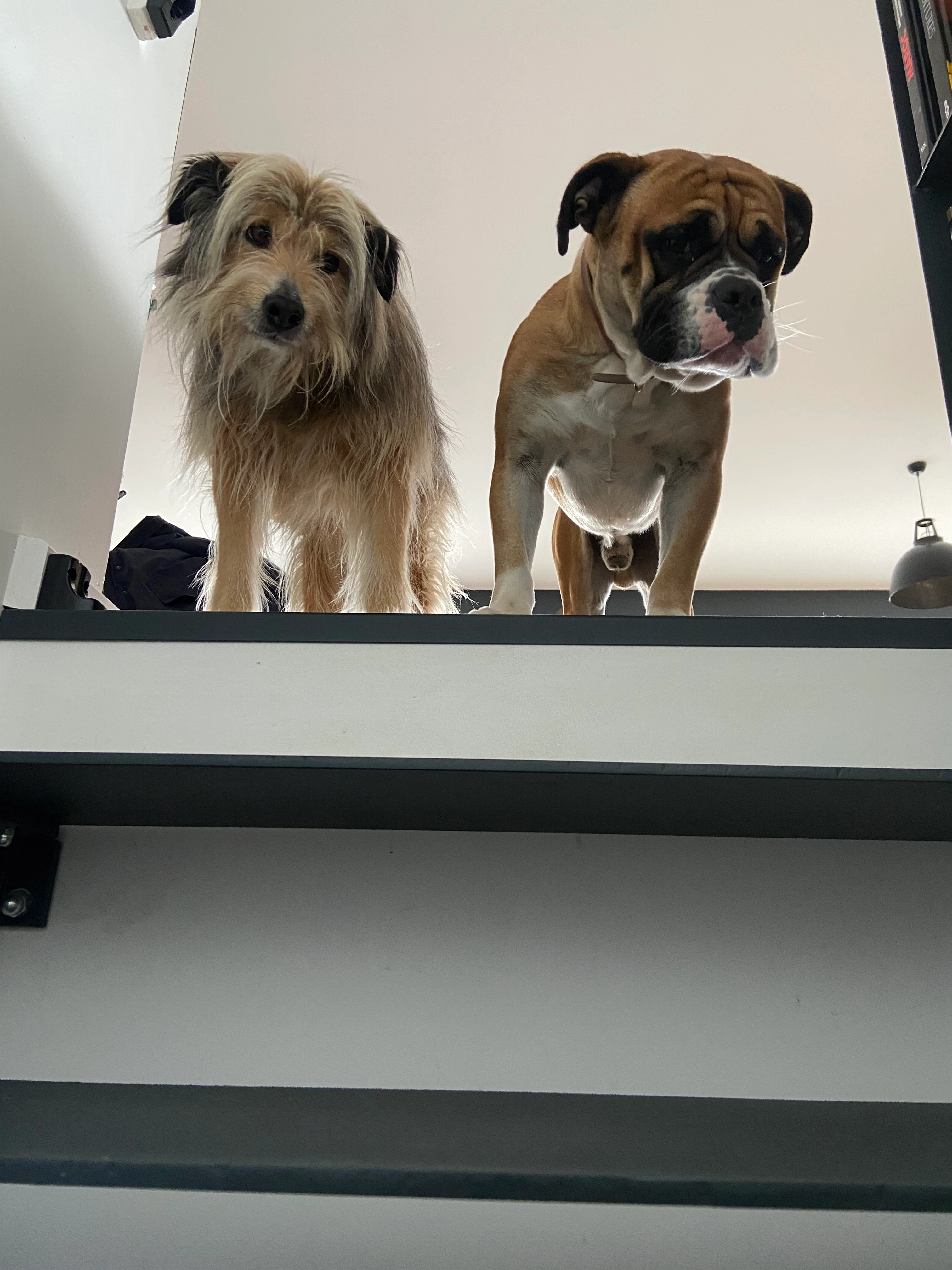 Trevor et serge - Rue du Vignemale, Bagnères-de-Bigorre