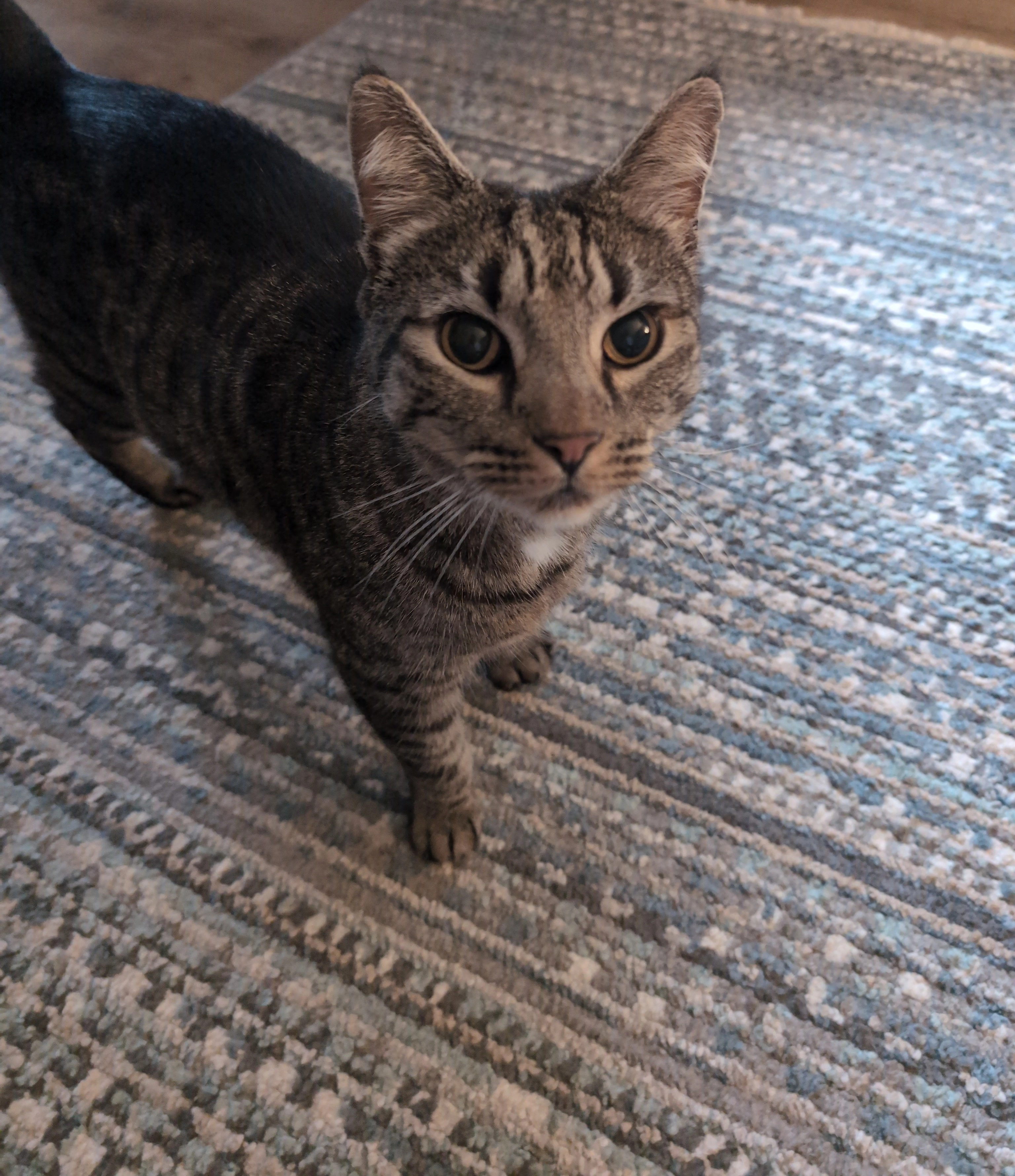 Loki - Sheeplands Avenue, Guildford