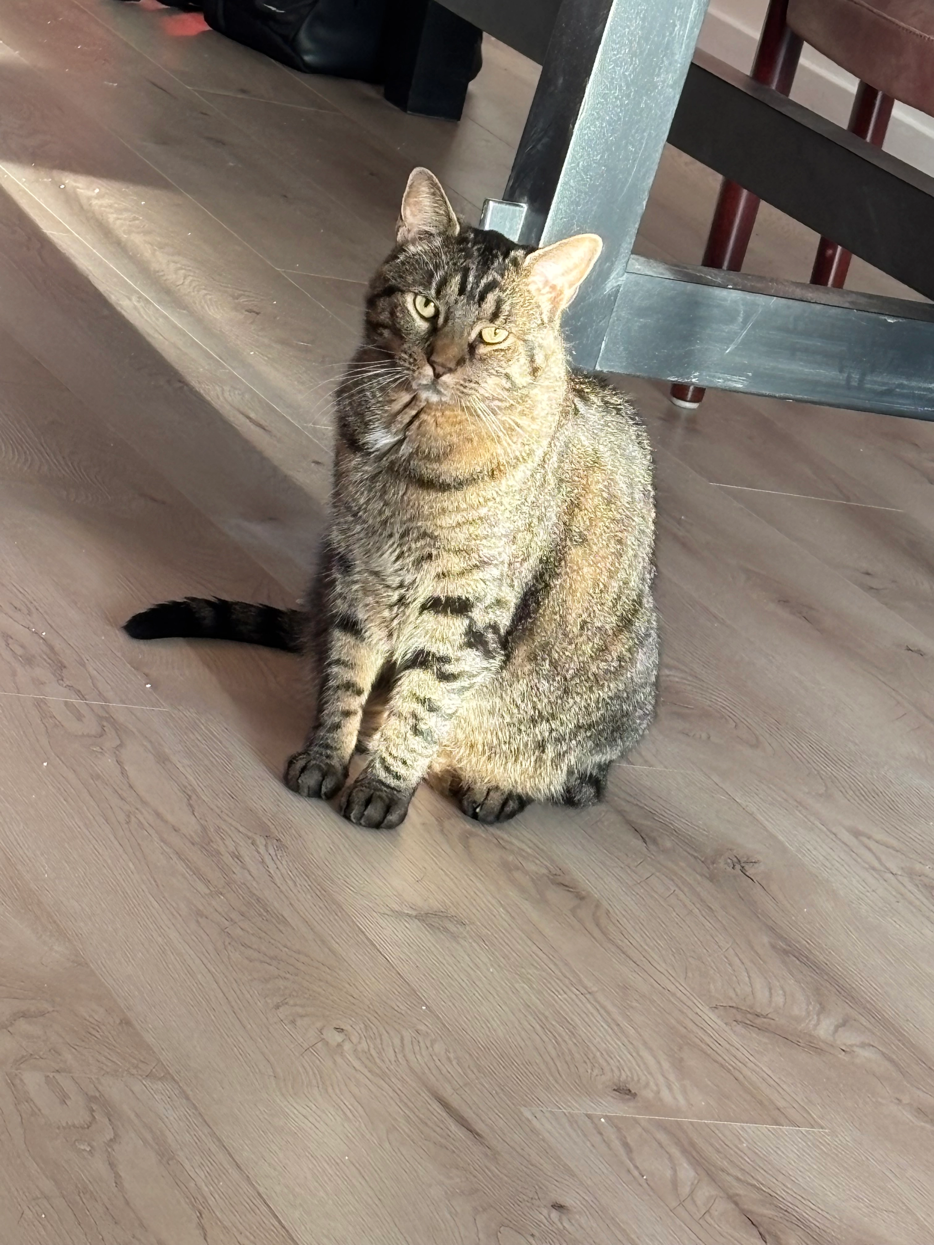 Oscar - Confortalei 183, Antwerpen