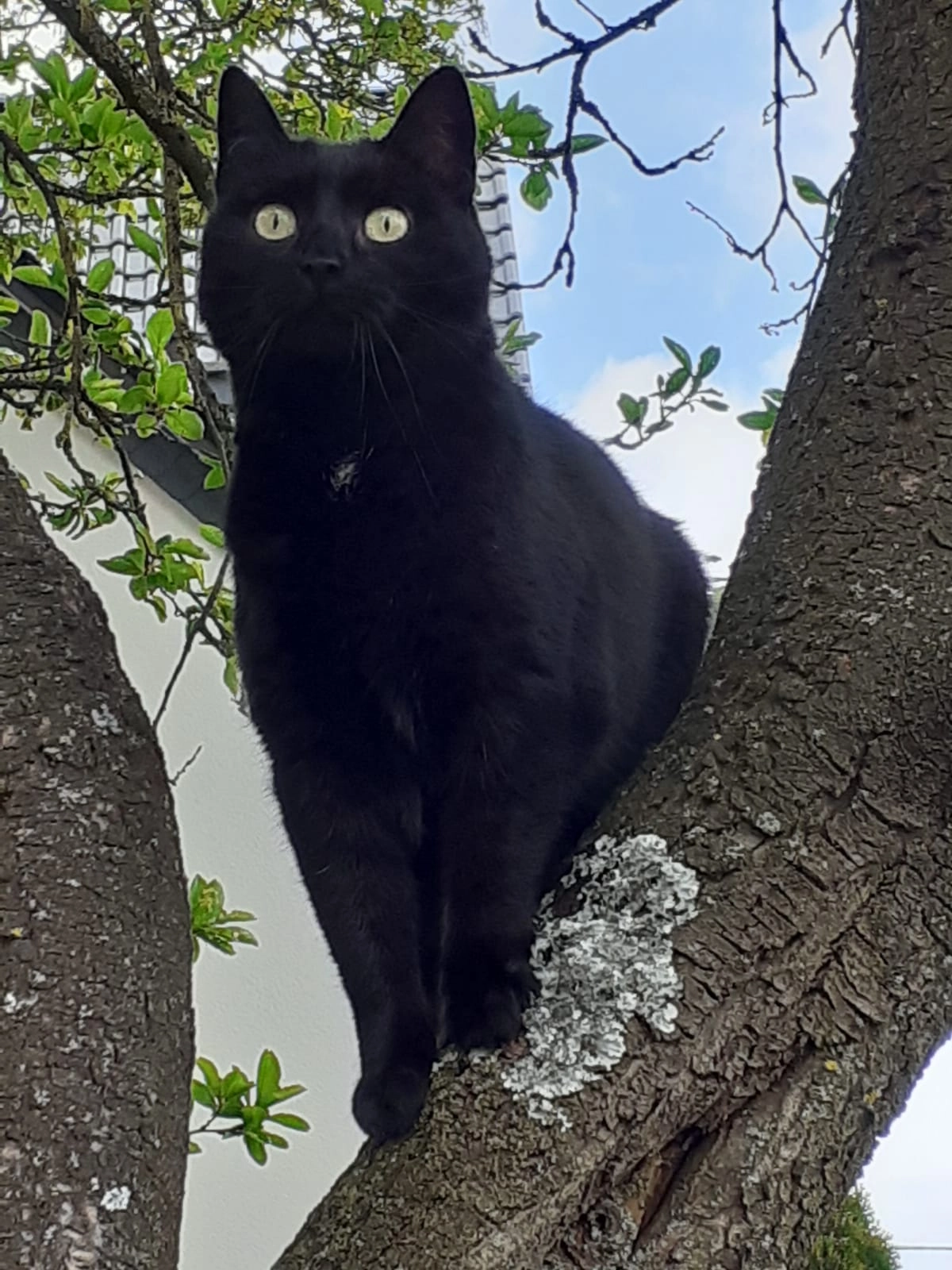 Josy - Hagenstr. 28a, Warstein-Hirschberg