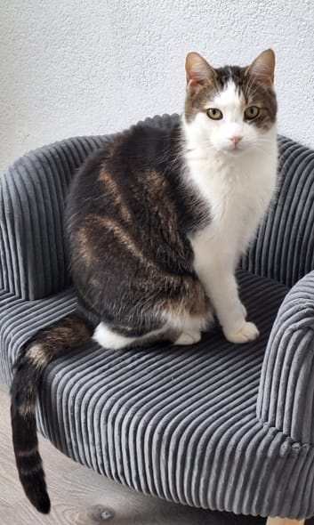 Dexter - Goudoever, Bunschoten