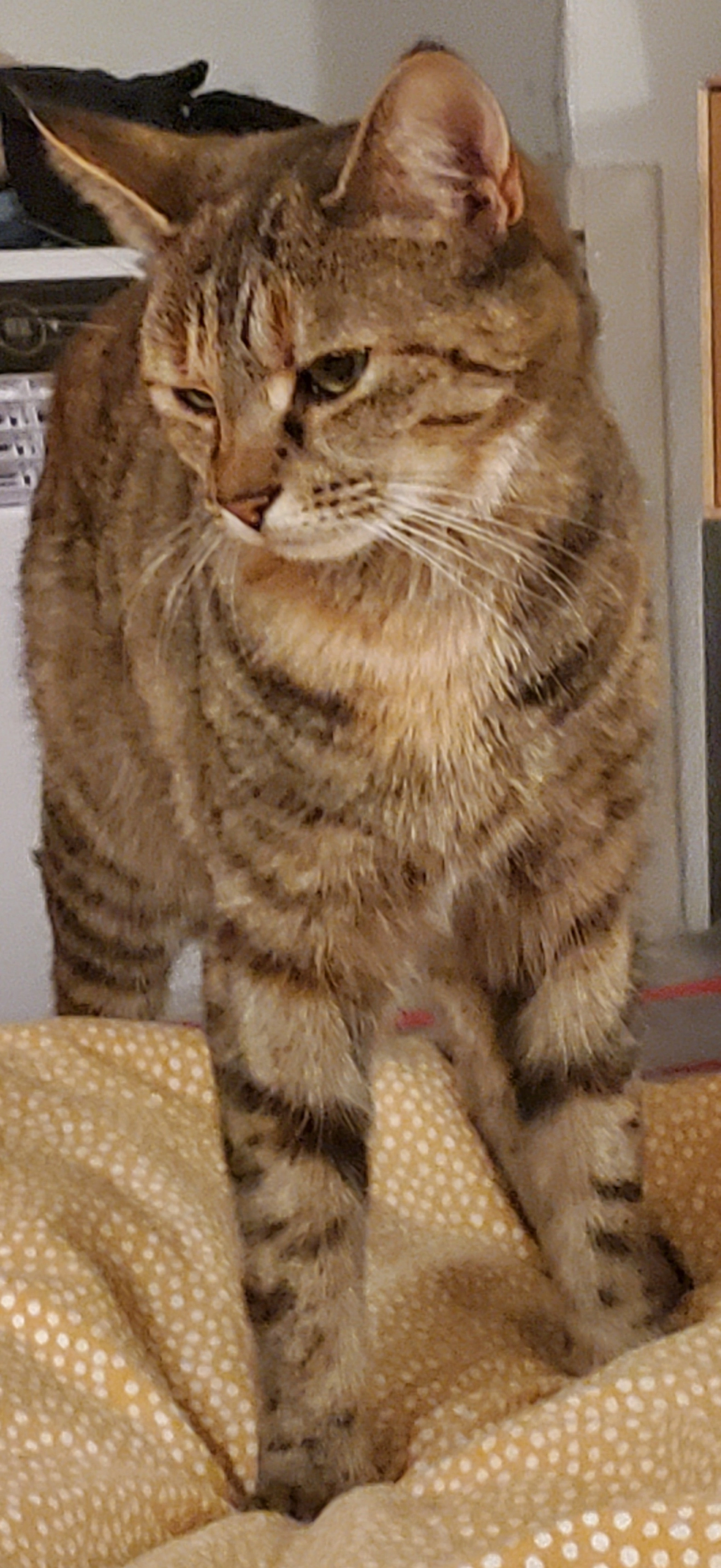 Clio - Heckenpfad, Kassel