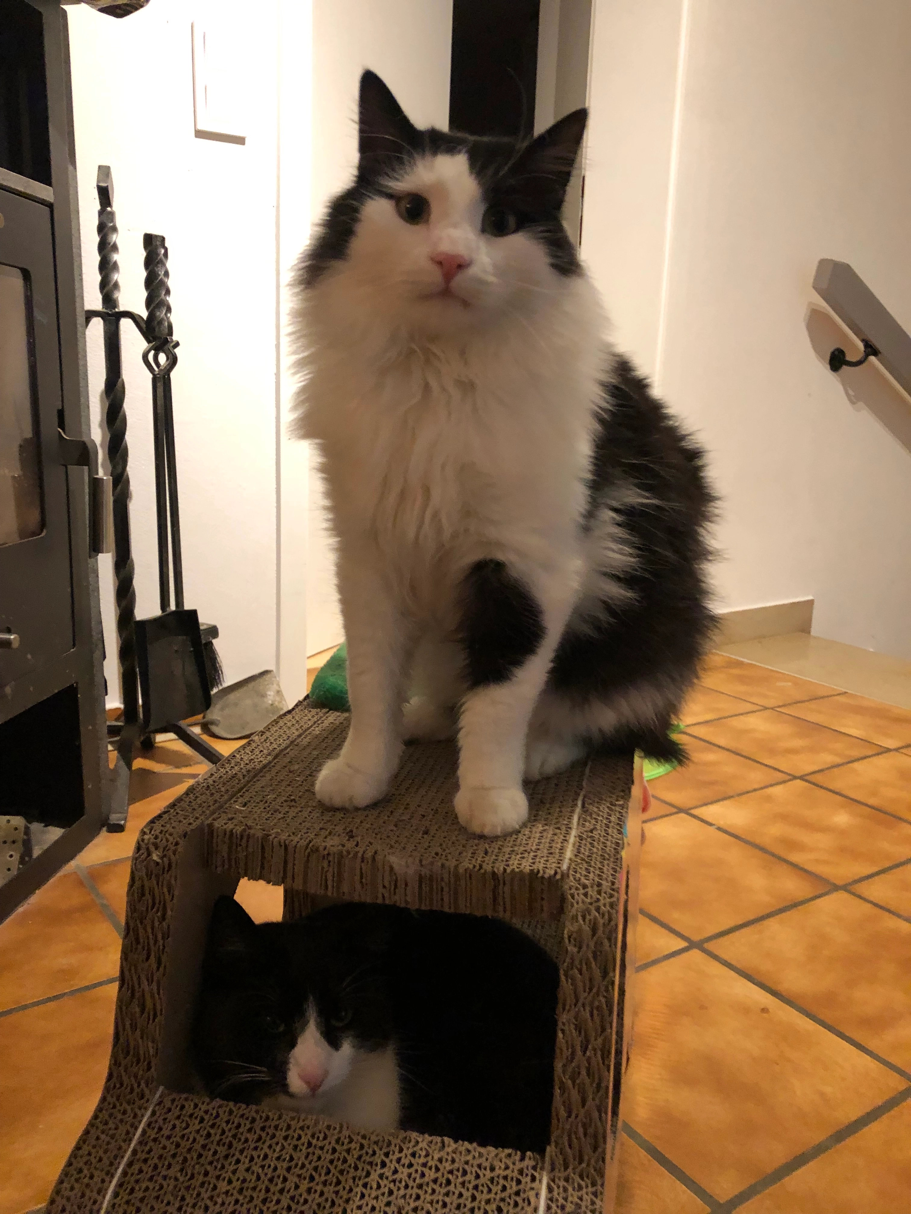 fungi - Am Thalhoferweg, Pürgen