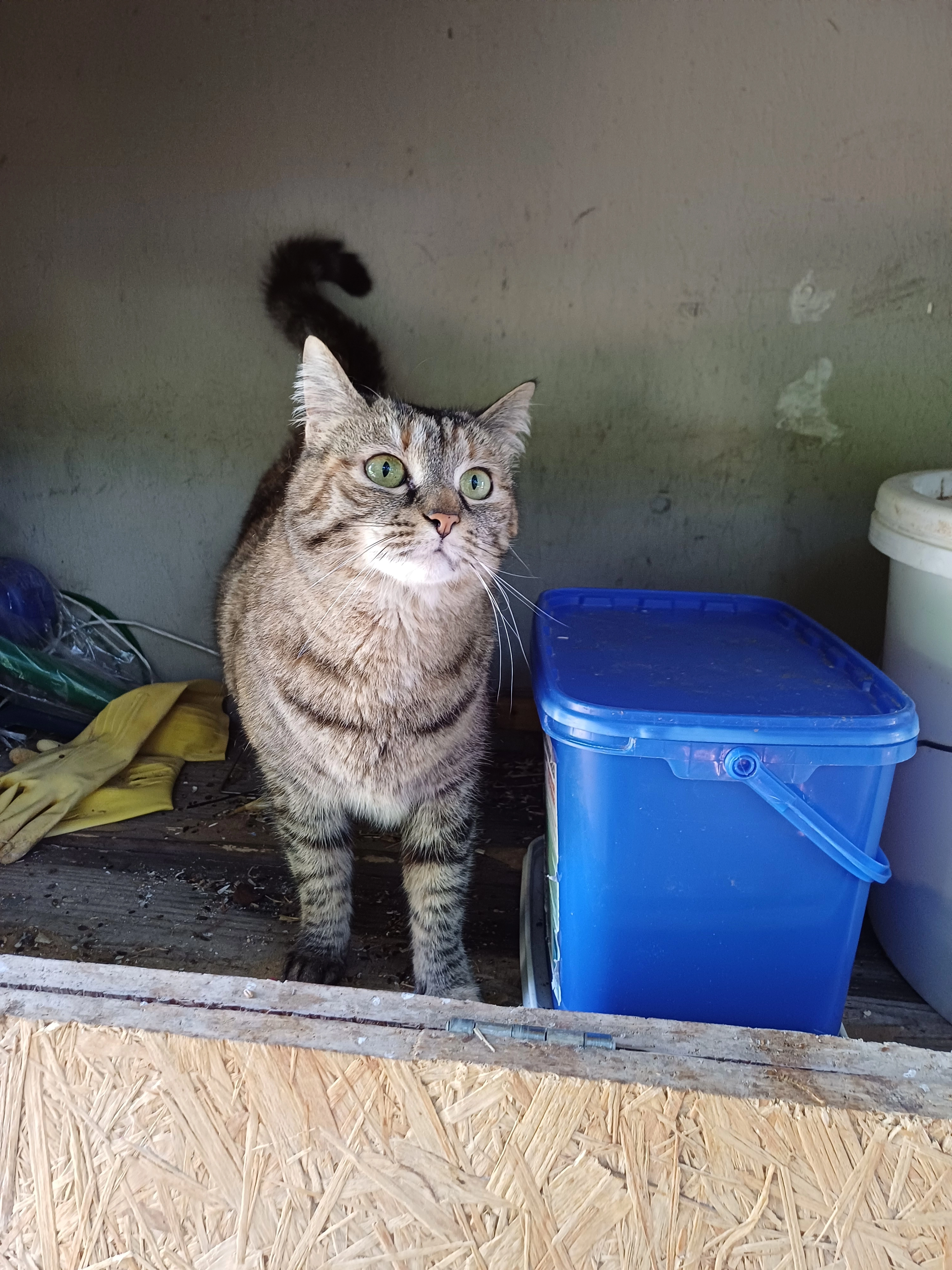 Molly  - Franex 66, Estavayer