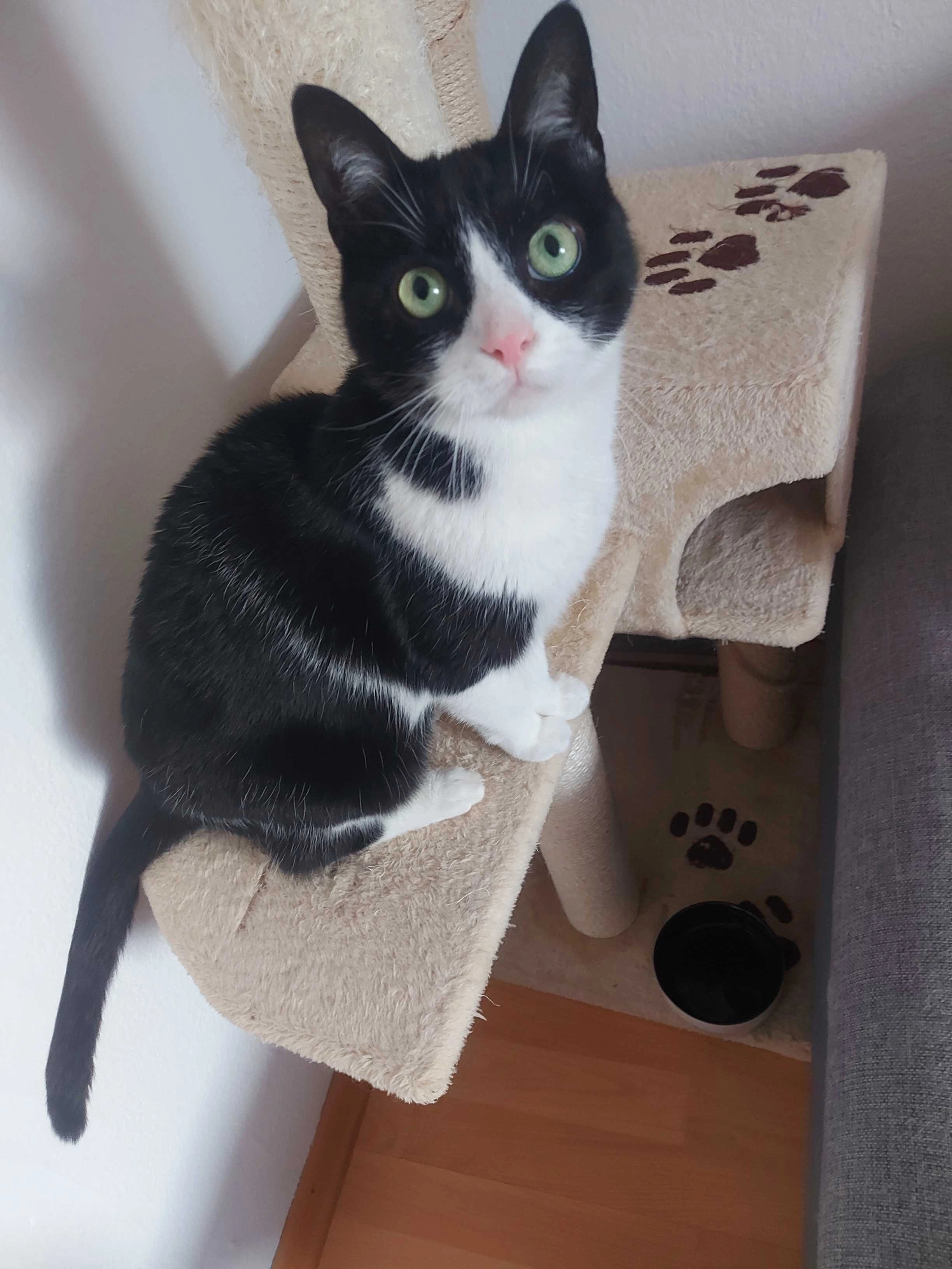 Karl  - Fichtestraße, Pforzheim