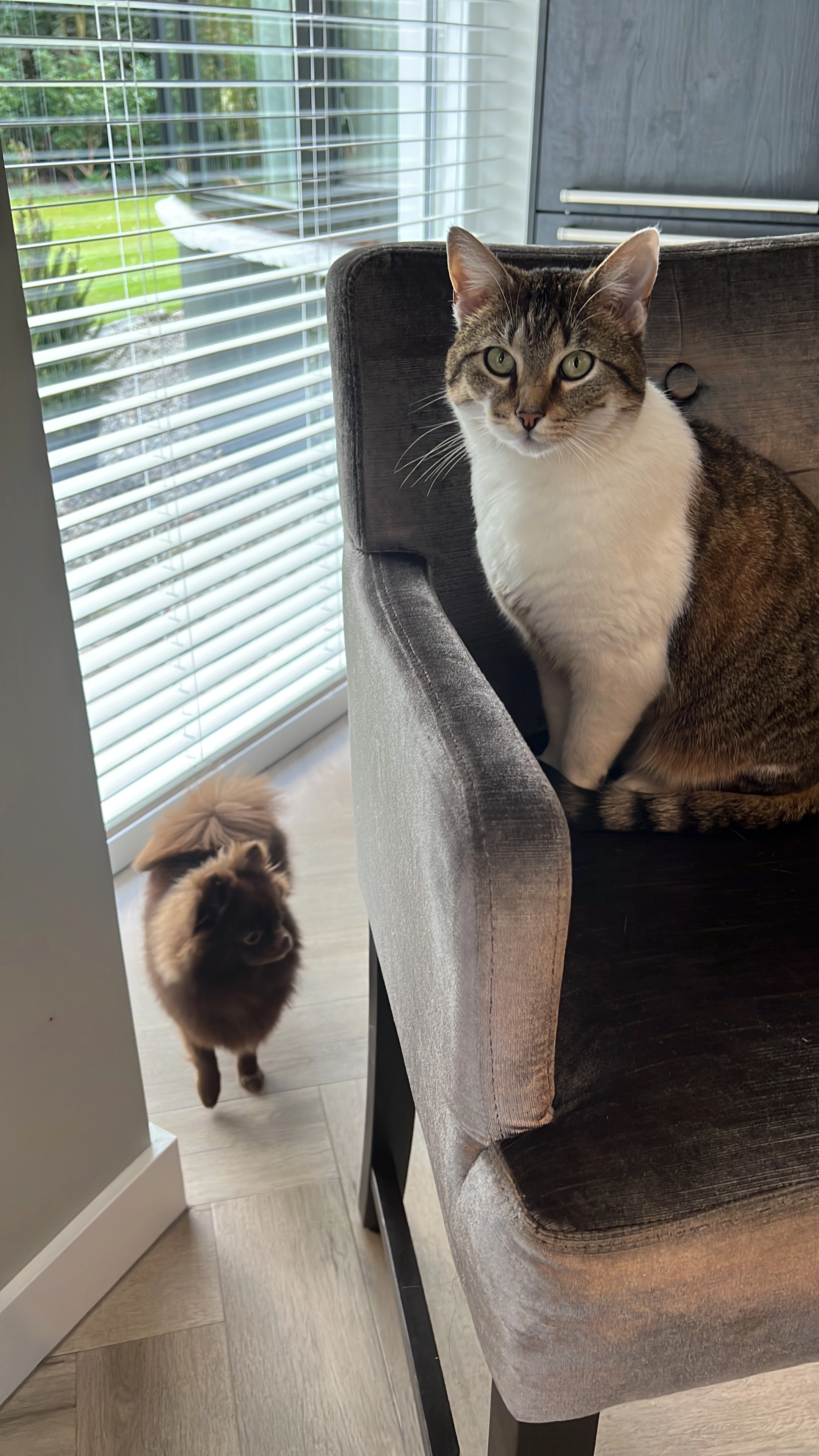 Tijgertje  - Berghumerstraat, Denekamp